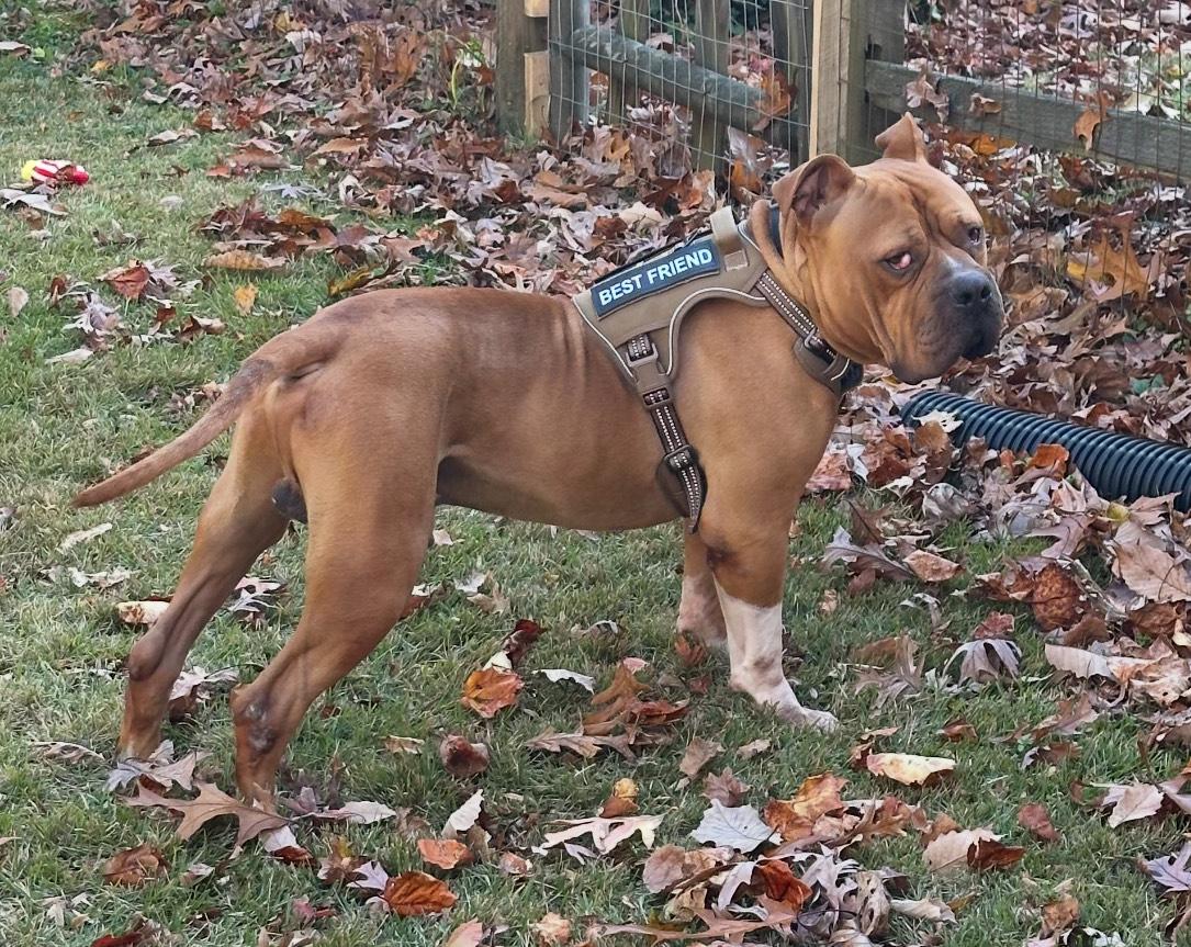 Enlarge Poe, a Adopted mixed breed in Jarrettsville, MD image 2/5