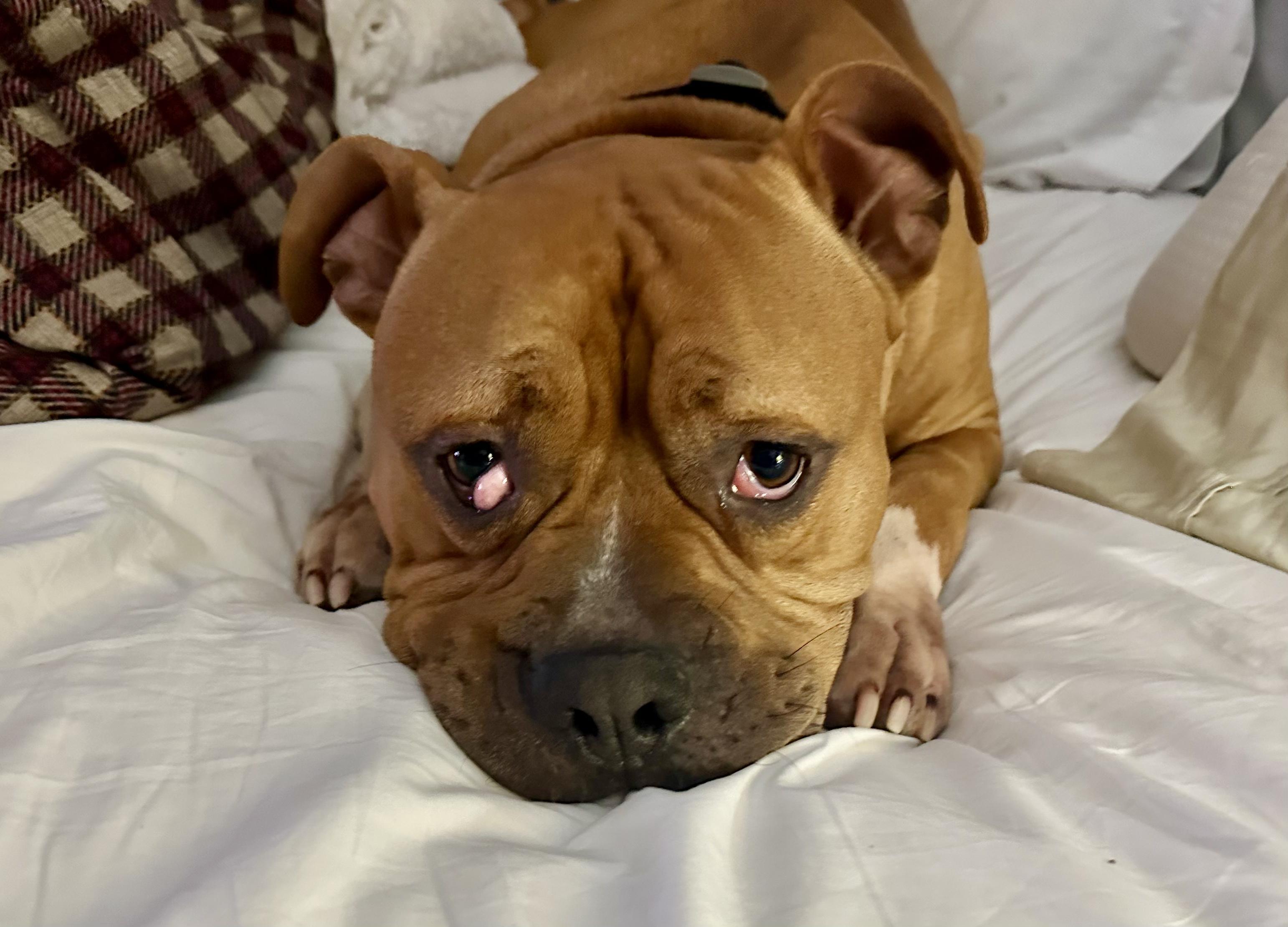 Enlarge Poe, a Adopted mixed breed in Jarrettsville, MD image 4/5