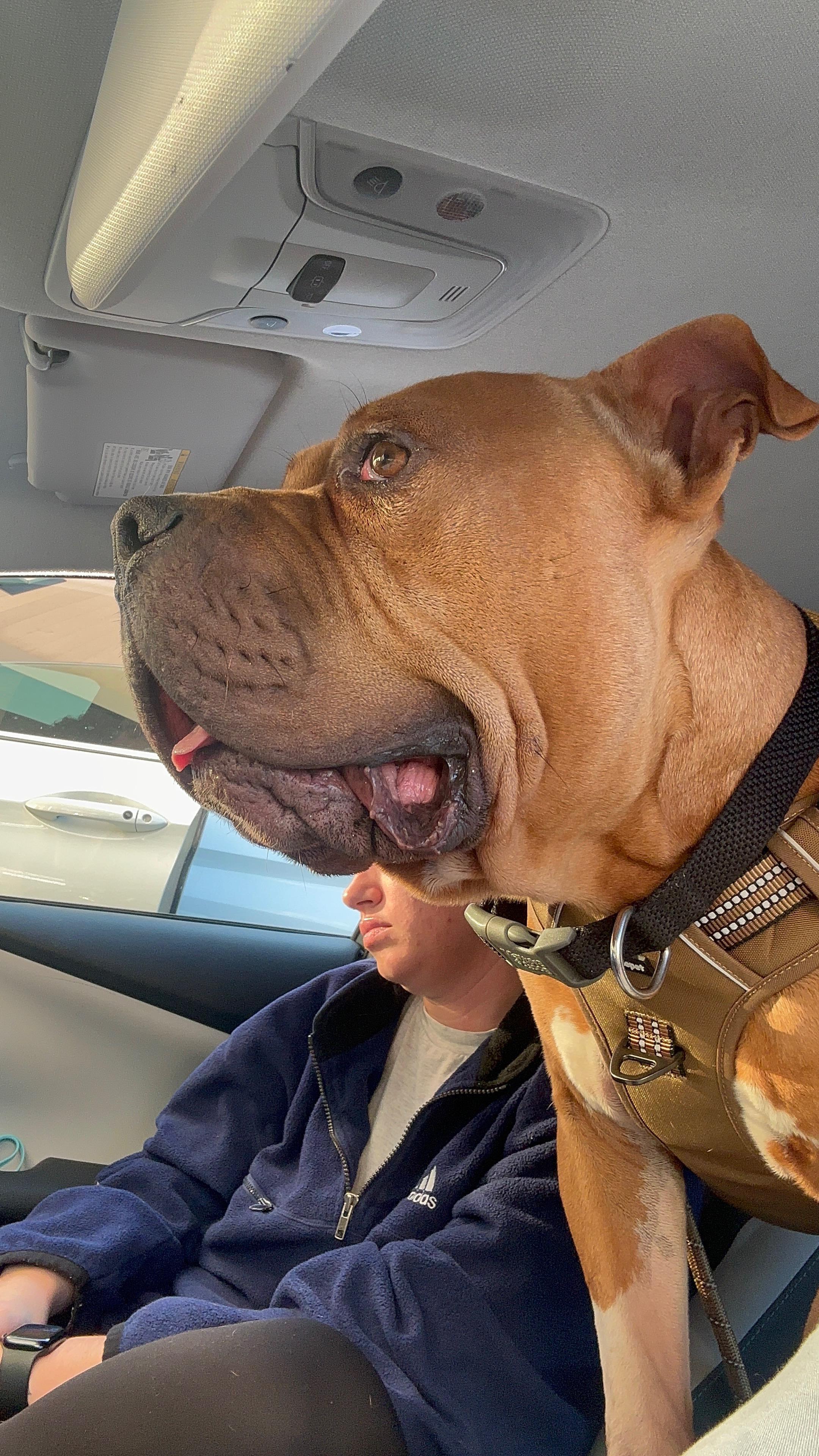 Enlarge Poe, a Adopted mixed breed in Jarrettsville, MD image 1/5