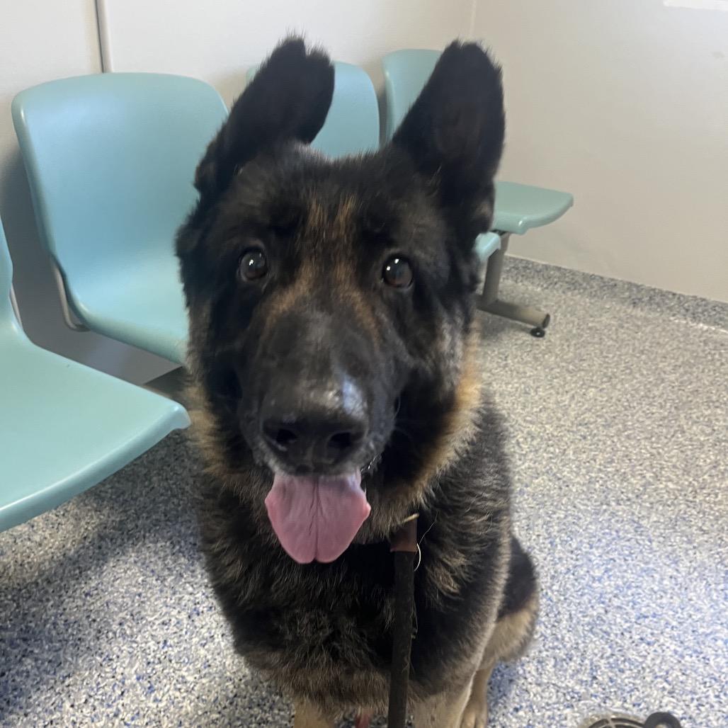 Hero, a Adoptable German Shepherd Dog in Greenville, SC image 1/6