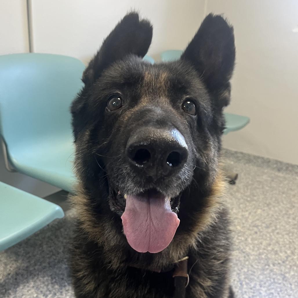 Hero, a Adoptable German Shepherd Dog in Greenville, SC image 3/6