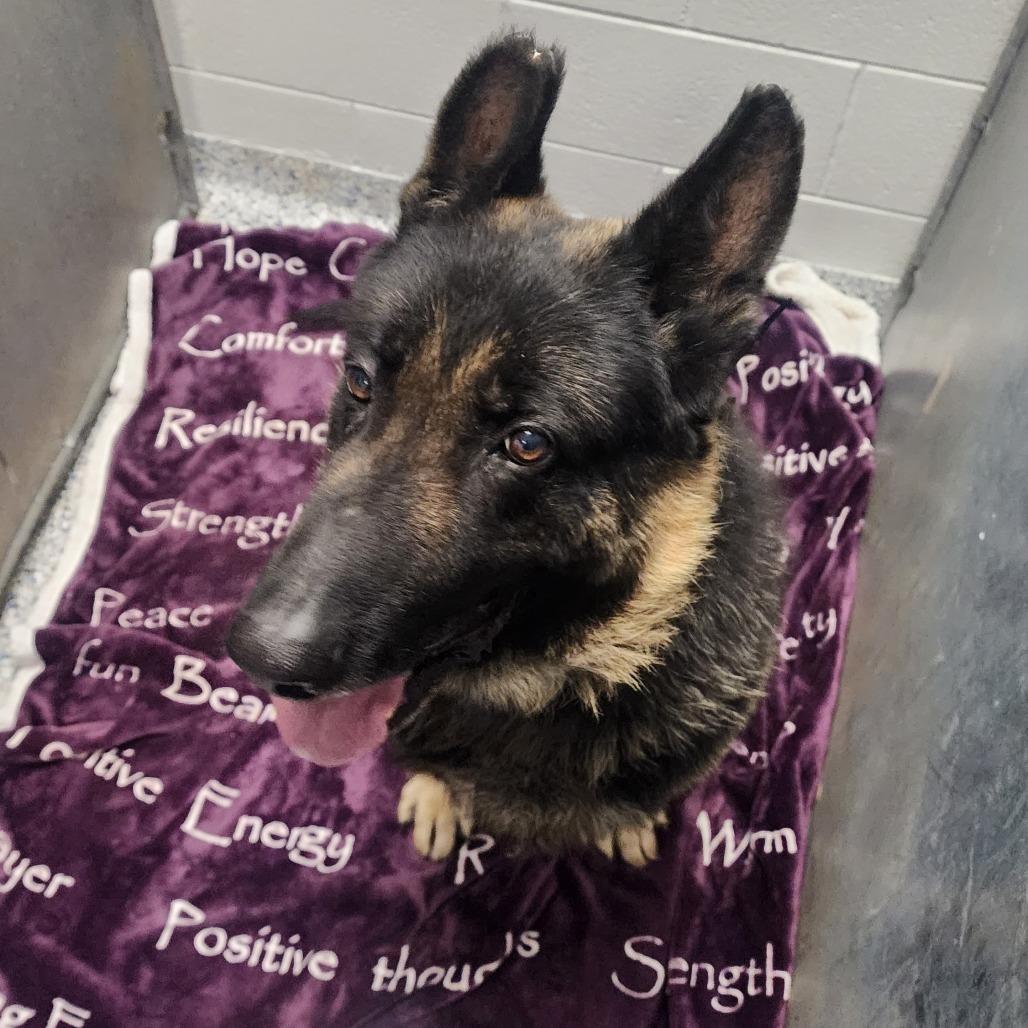 Hero, a Adoptable German Shepherd Dog in Greenville, SC image 4/6