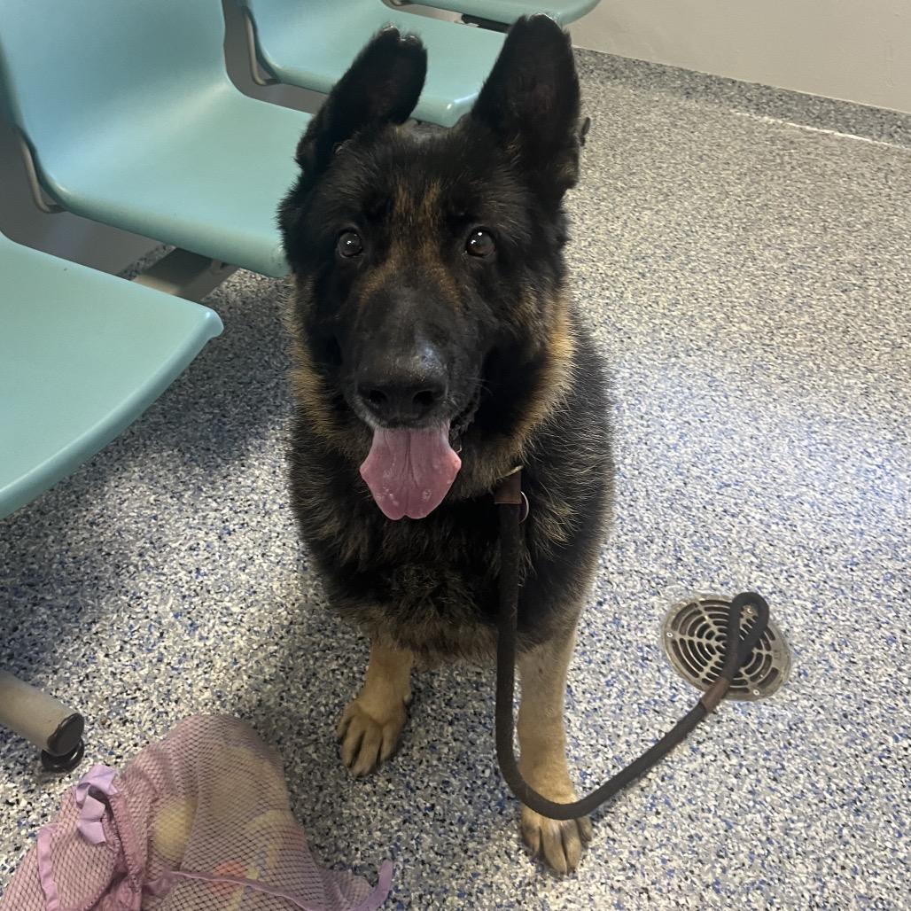 Hero, a Adoptable German Shepherd Dog in Greenville, SC image 5/6