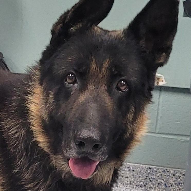 Hero, a Adoptable German Shepherd Dog in Greenville, SC image 6/6