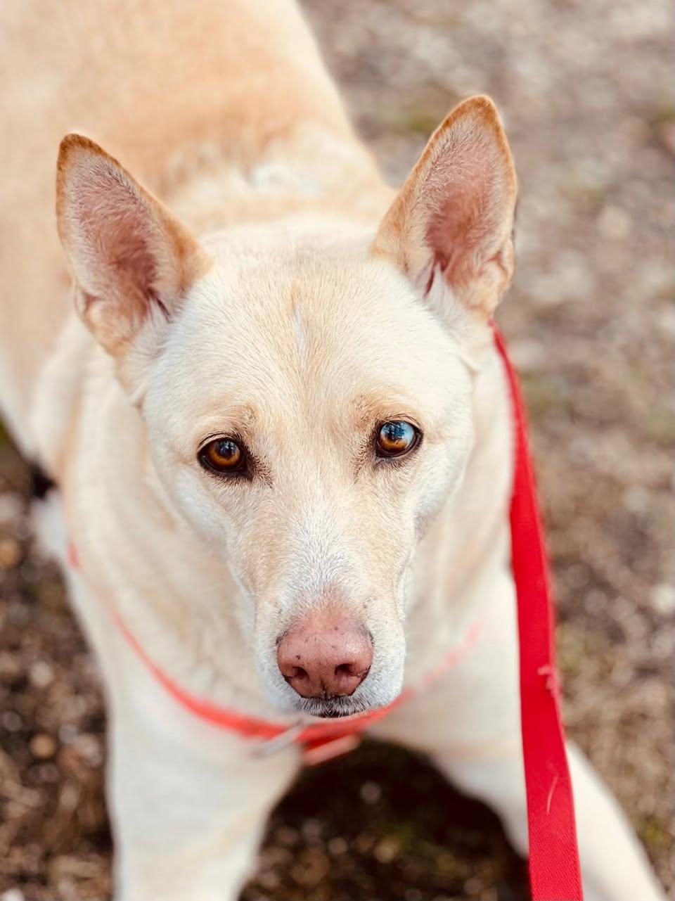 Griselda, a Adoptable Husky in Freeport, NY image 2/6