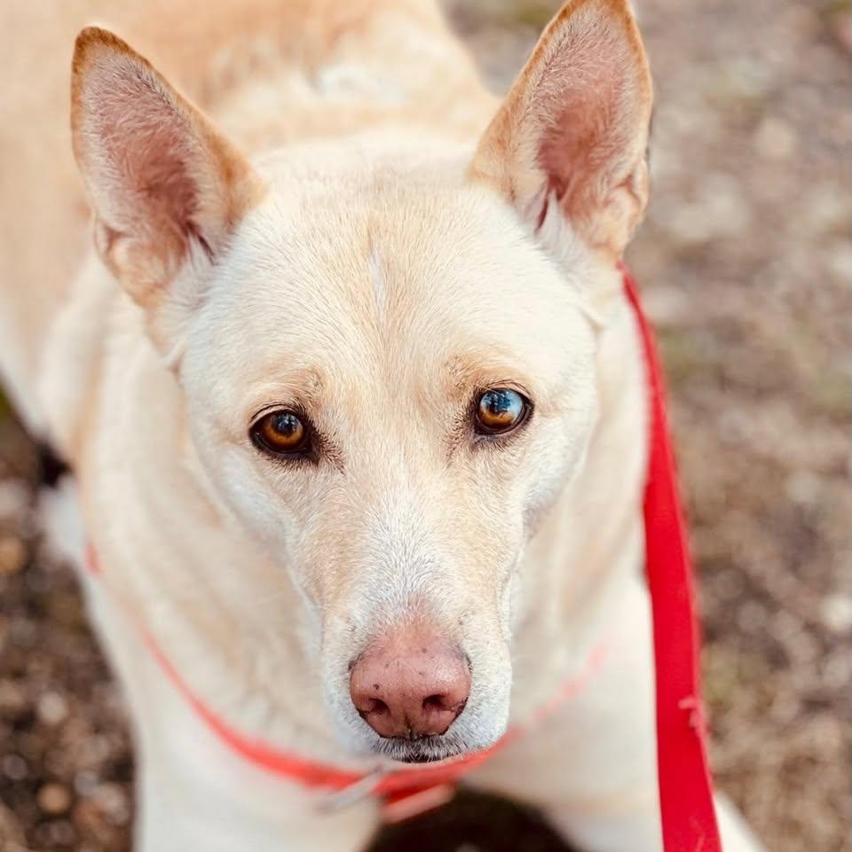 Enlarge Griselda, a Adoptable Husky in Freeport, NY image 1/6