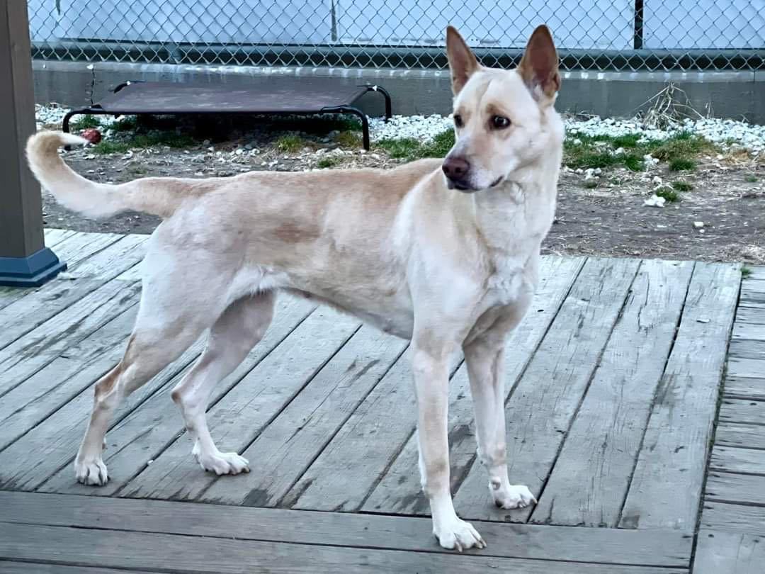 Griselda, a Adoptable Husky in Freeport, NY image 5/6