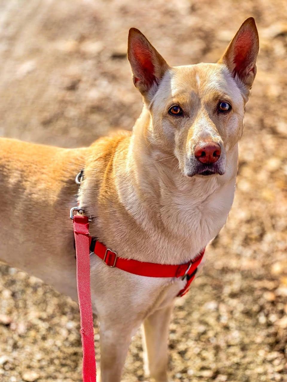 Griselda, a Adoptable Husky in Freeport, NY image 6/6