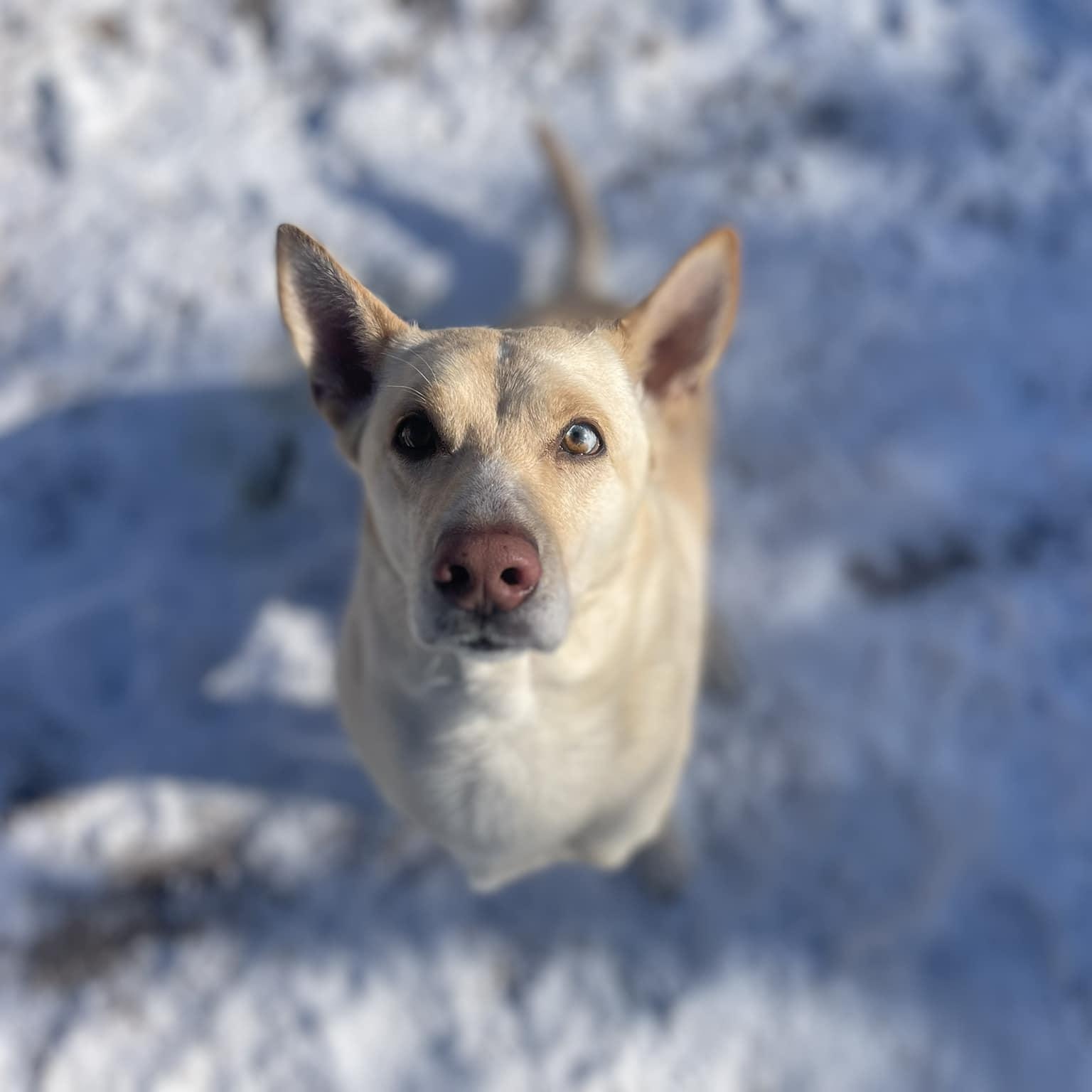 Griselda, a Adoptable Husky in Freeport, NY image 4/6