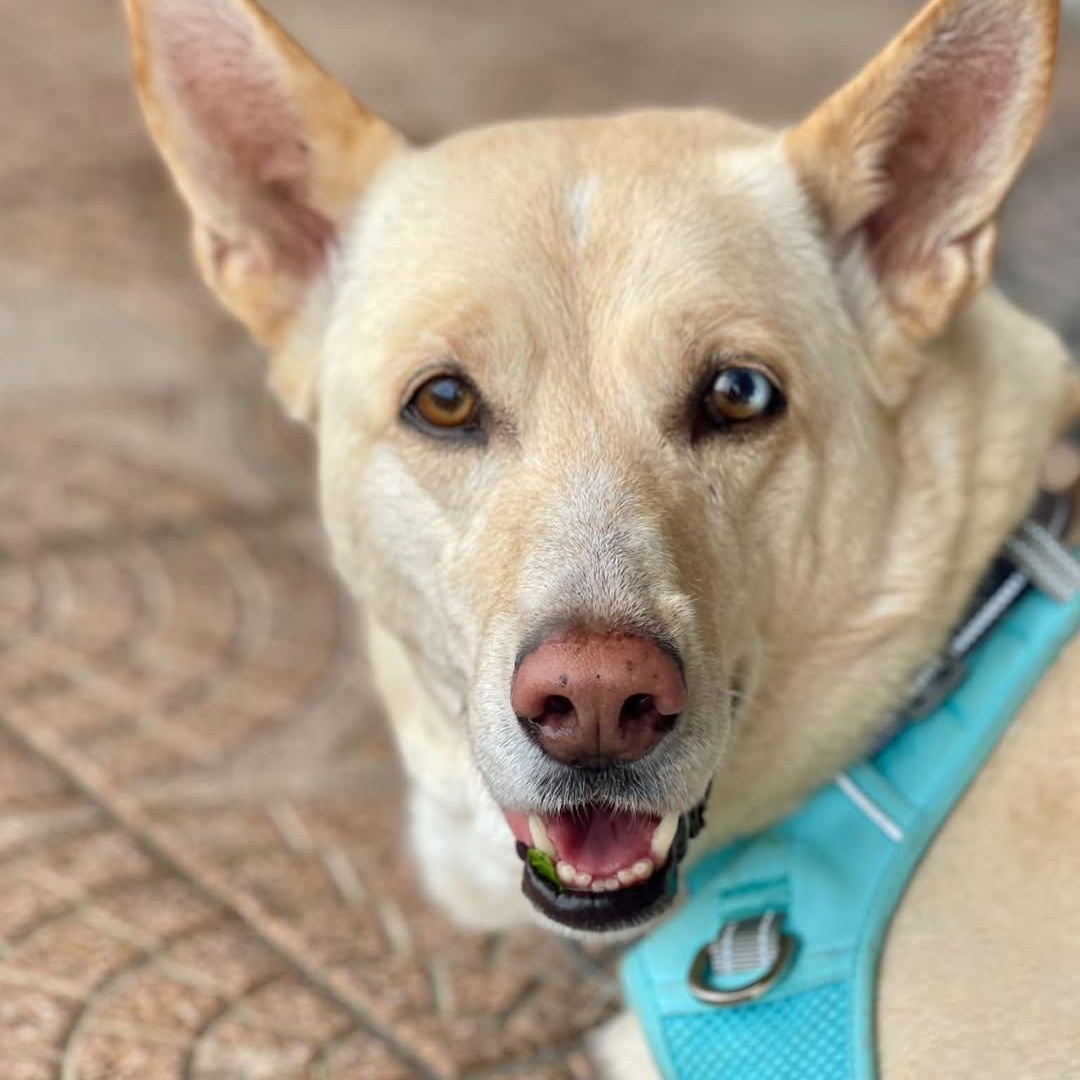 Enlarge Griselda, a Adoptable Husky in Freeport, NY image 1/6