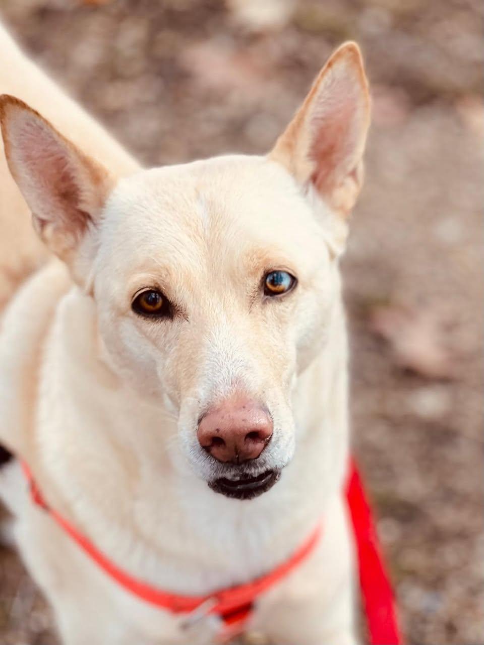 Griselda, Adoptable, Adult Female Husky.