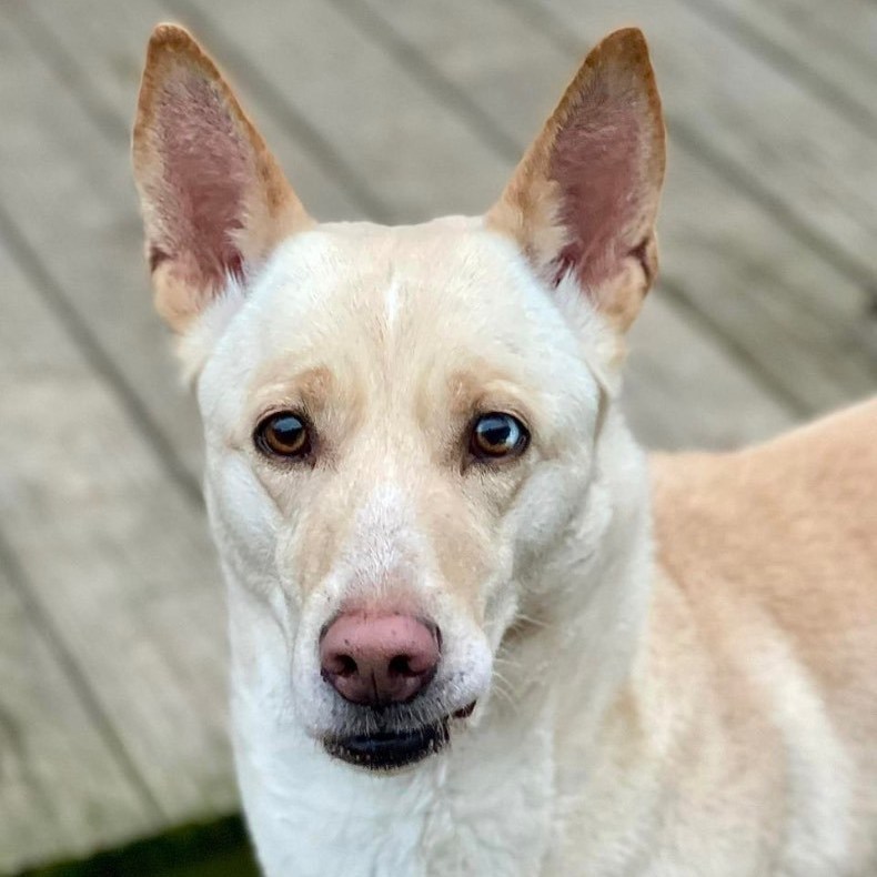 Griselda, a Adoptable Husky in Freeport, NY image 3/6