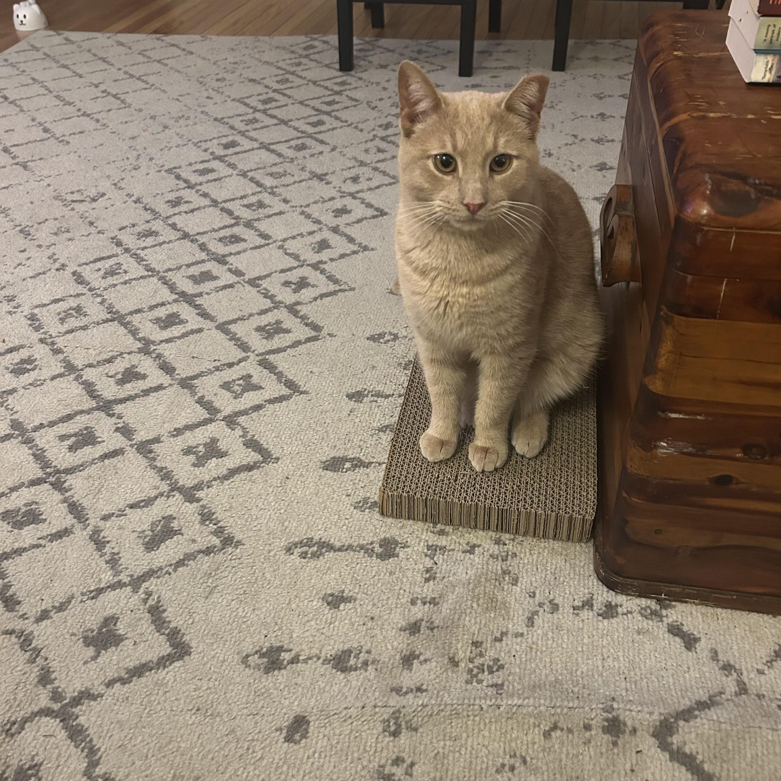 Simba , a ADOPTABLE Domestic Short Hair in Bellmawr, NJ image 6/6