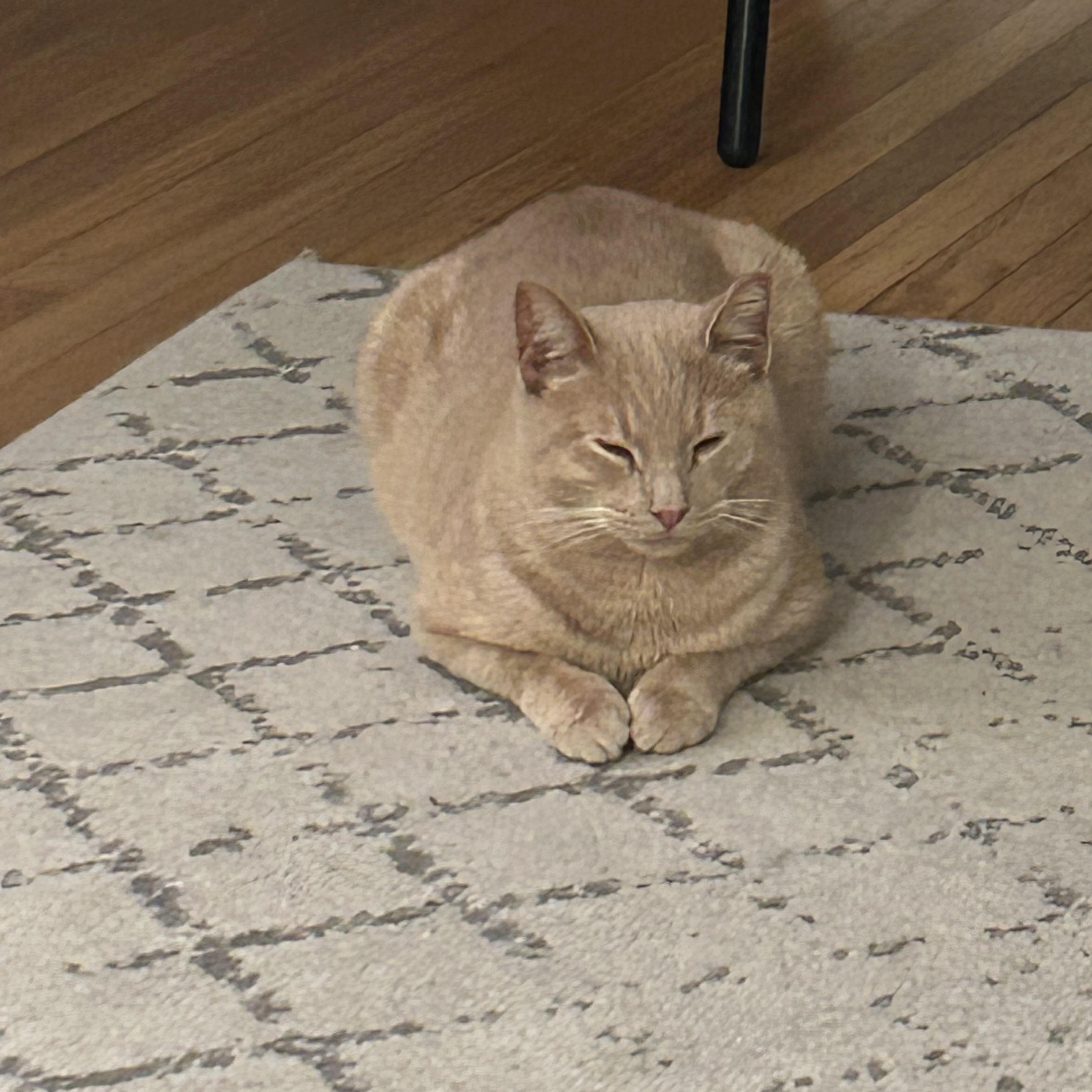 Simba , a ADOPTABLE Domestic Short Hair in Bellmawr, NJ image 2/6