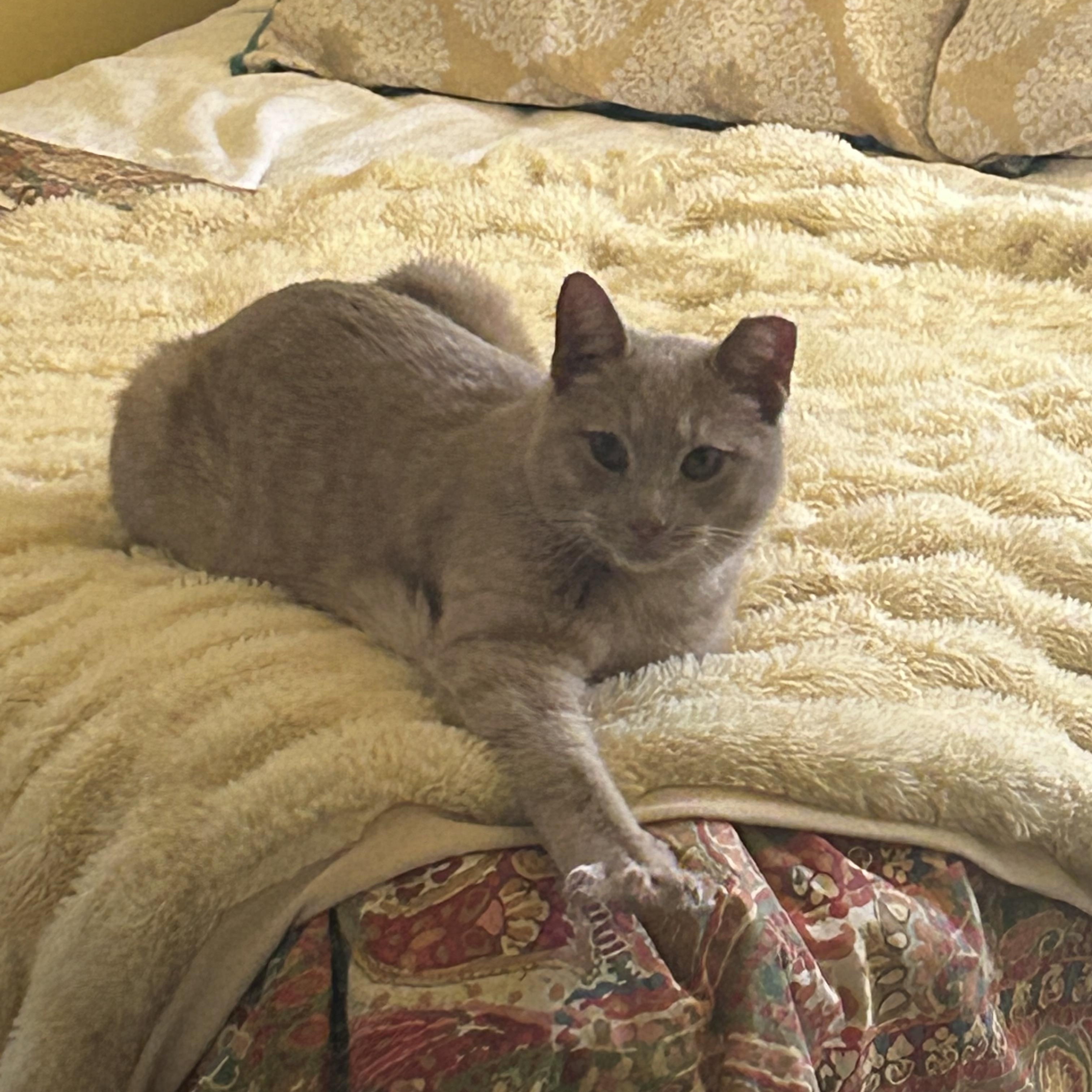 Simba , a ADOPTABLE Domestic Short Hair in Bellmawr, NJ image 3/6