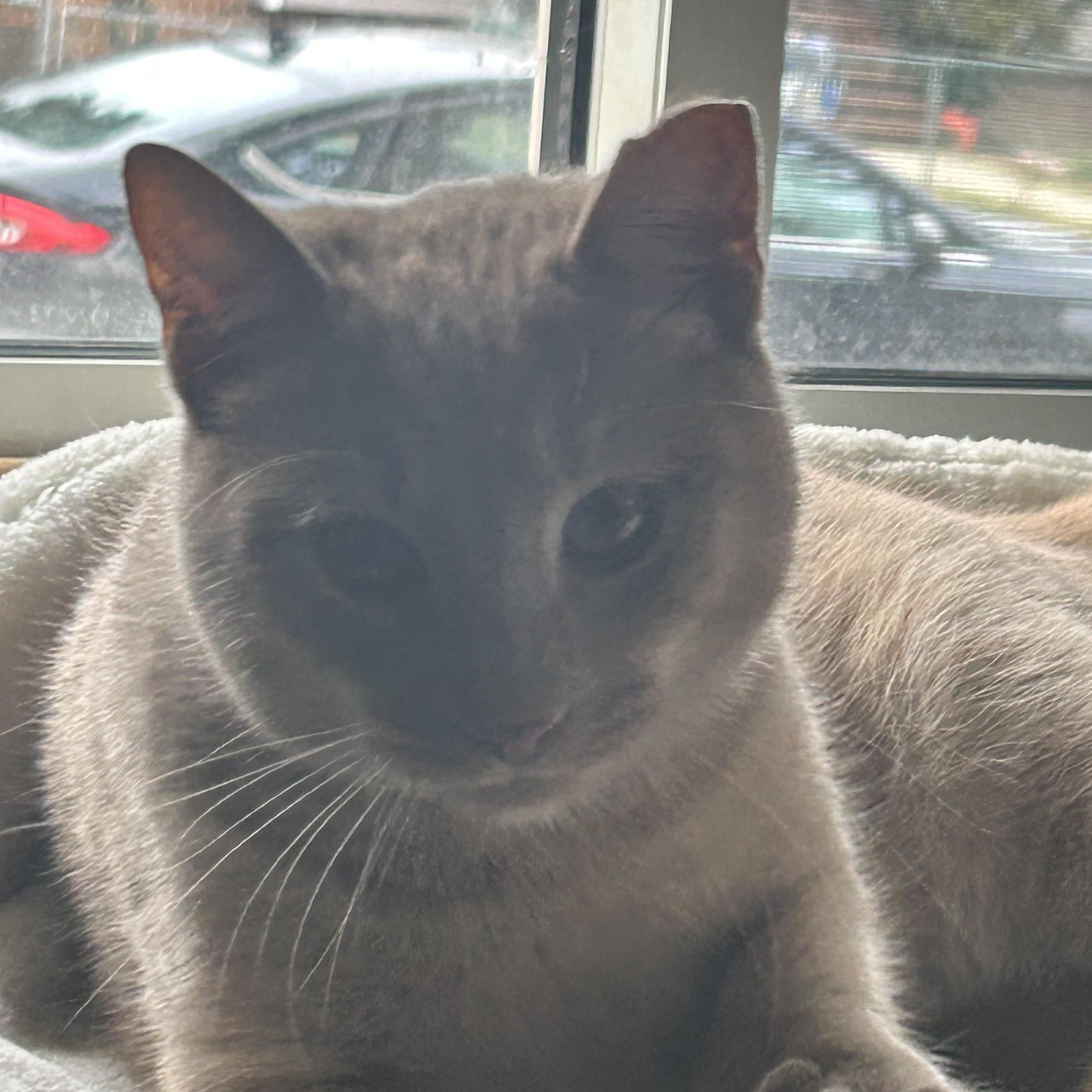 Simba , a ADOPTABLE Domestic Short Hair in Bellmawr, NJ image 4/6
