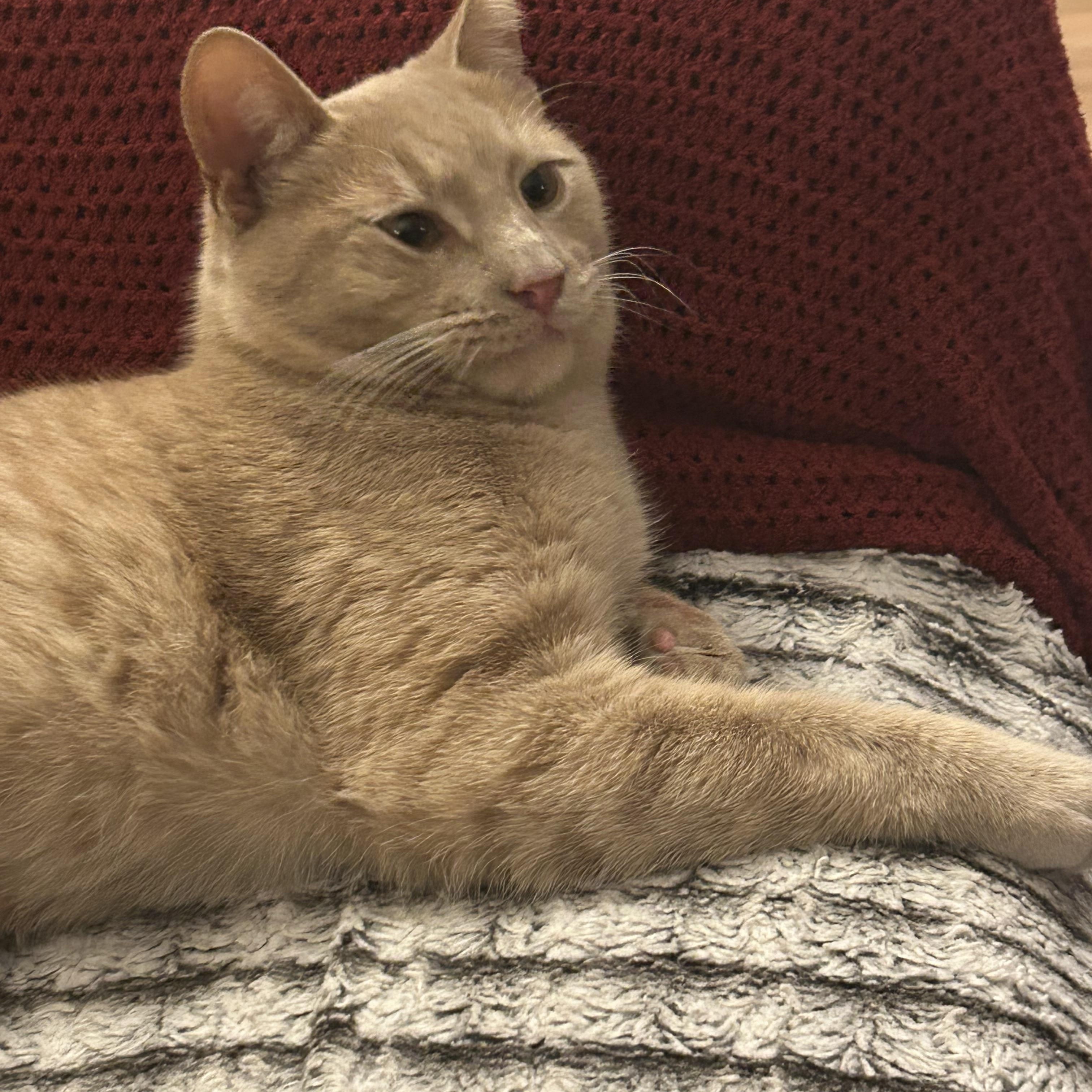 Simba , a ADOPTABLE Domestic Short Hair in Bellmawr, NJ image 5/6