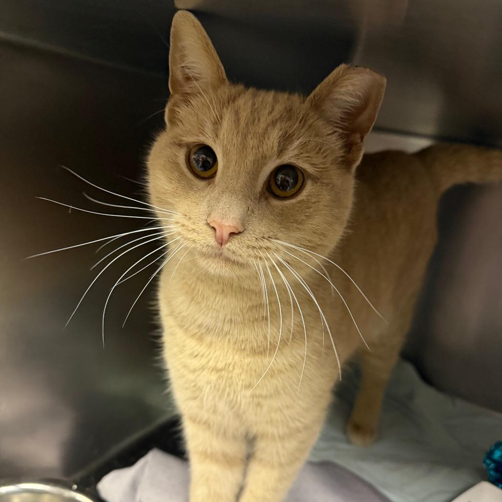 Simba , ADOPTABLE, Adult Male Domestic Short Hair.
