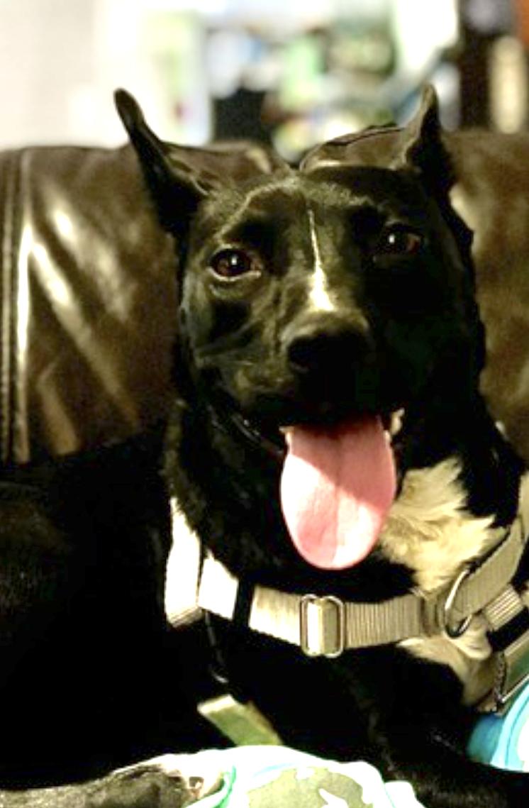 Enlarge Roo, a Adoptable mixed breed in Waynesville, NC image 3/5
