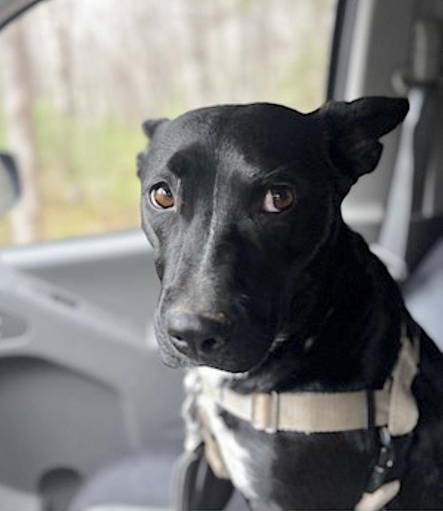 Enlarge Roo, a Adoptable mixed breed in Waynesville, NC image 5/5