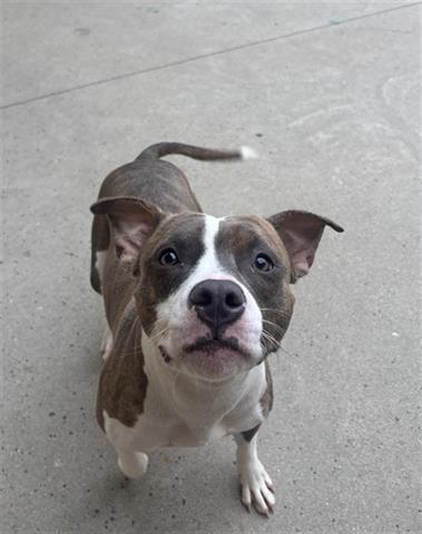 Enlarge MARINETTE, a Adoptable Pit Bull Terrier in Dayton, OH image 1/1