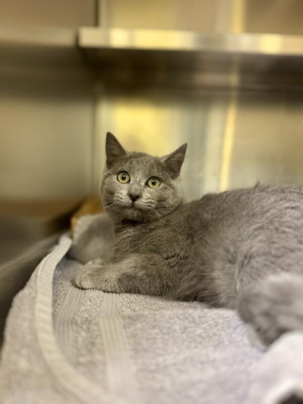 Enlarge Kyle, a Adoptable Domestic Short Hair in Wooster, OH image 1/1