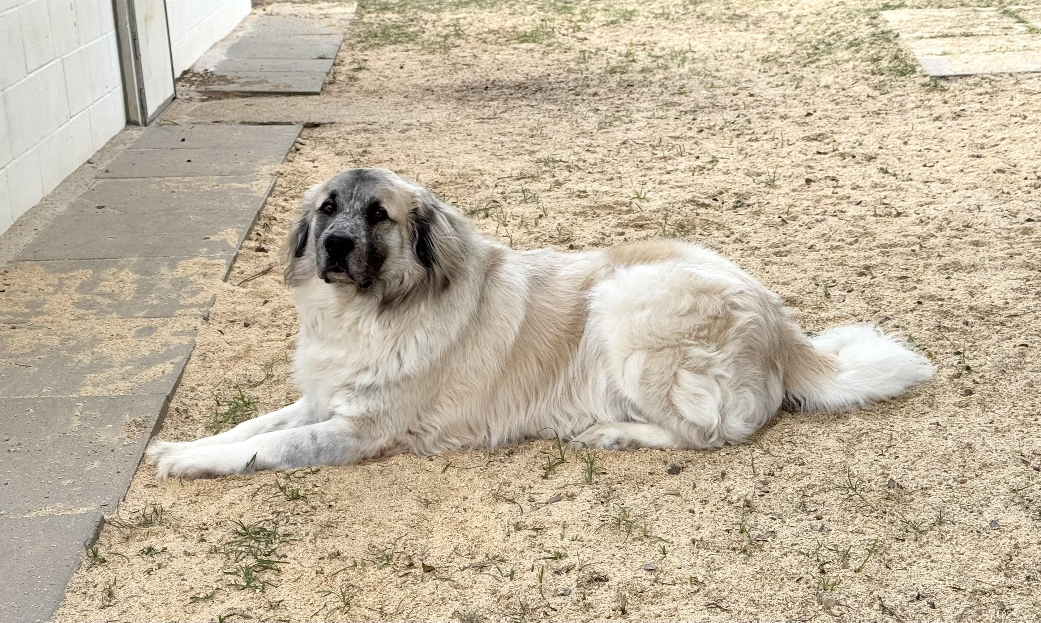 Enlarge THEO- TYLER TX, a Adoptable mixed breed in Alvin, TX image 3/6