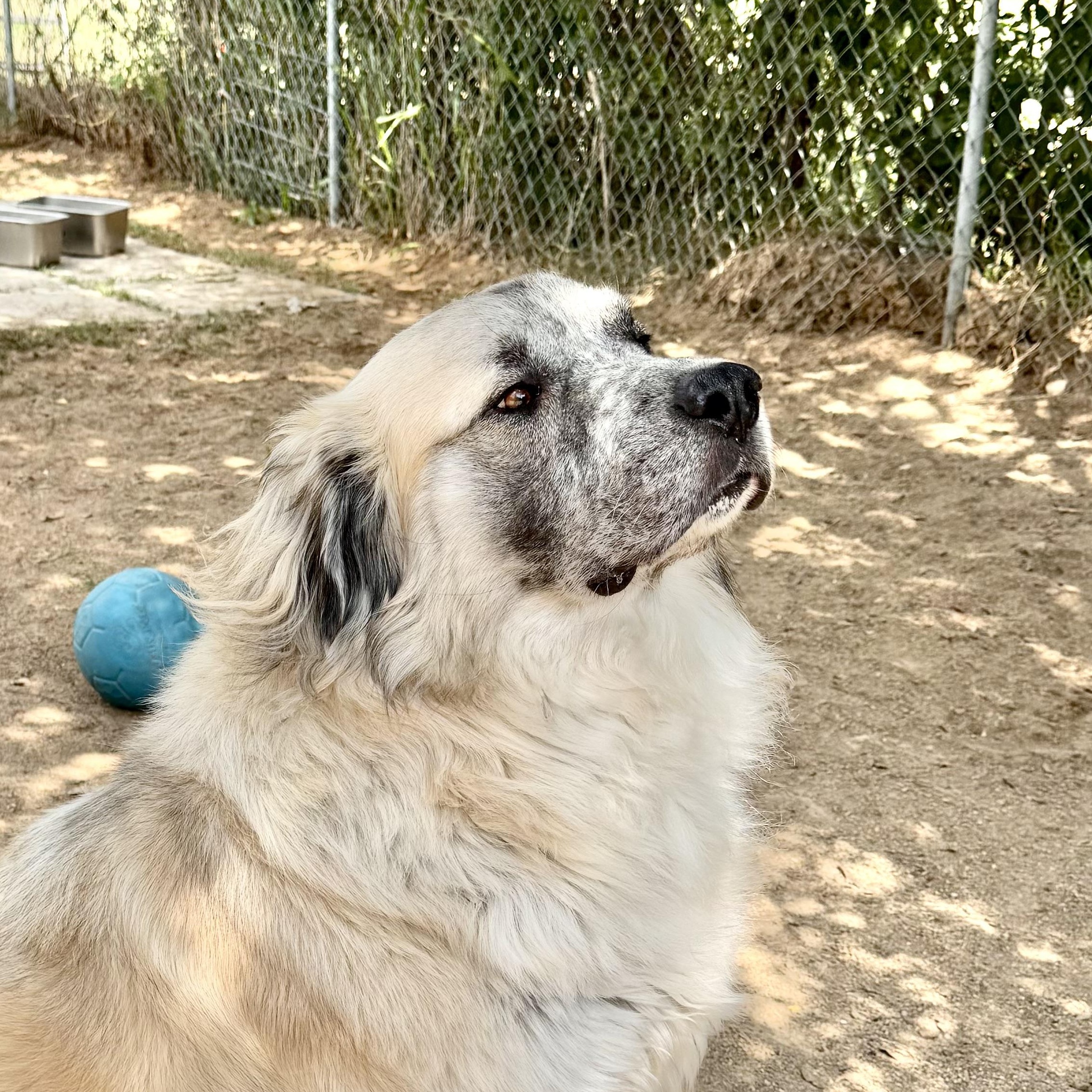 THEO- TYLER TX, Adoptable, Young Male Anatolian Shepherd & Great Pyrenees.