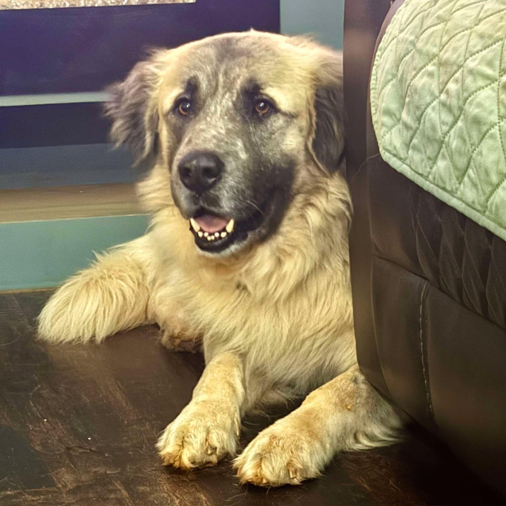 Enlarge Theo, an adoptable mixed breed in  Bullard , TX image 1/6