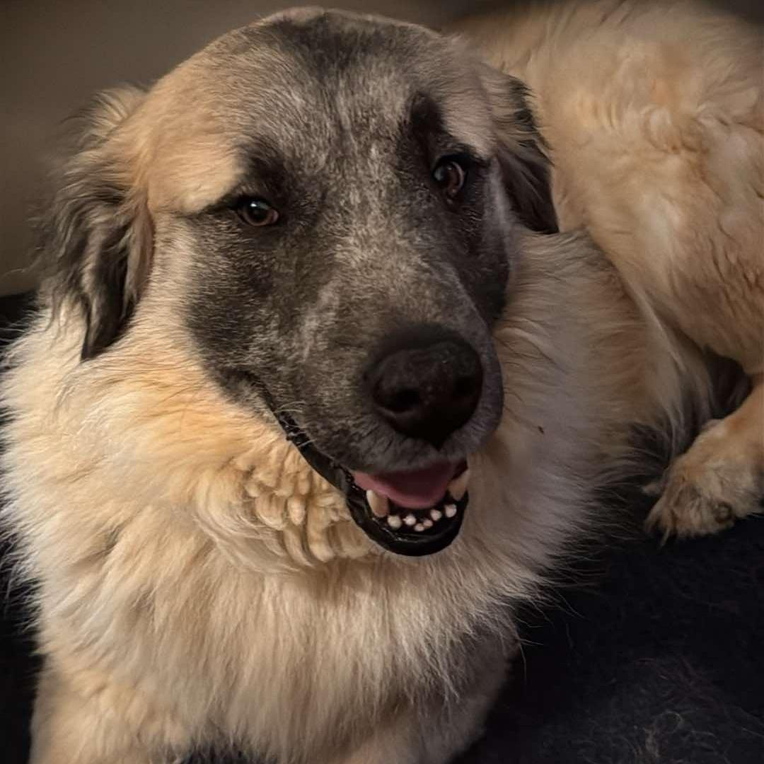 Enlarge Theo, an adoptable mixed breed in  Bullard , TX image 2/6