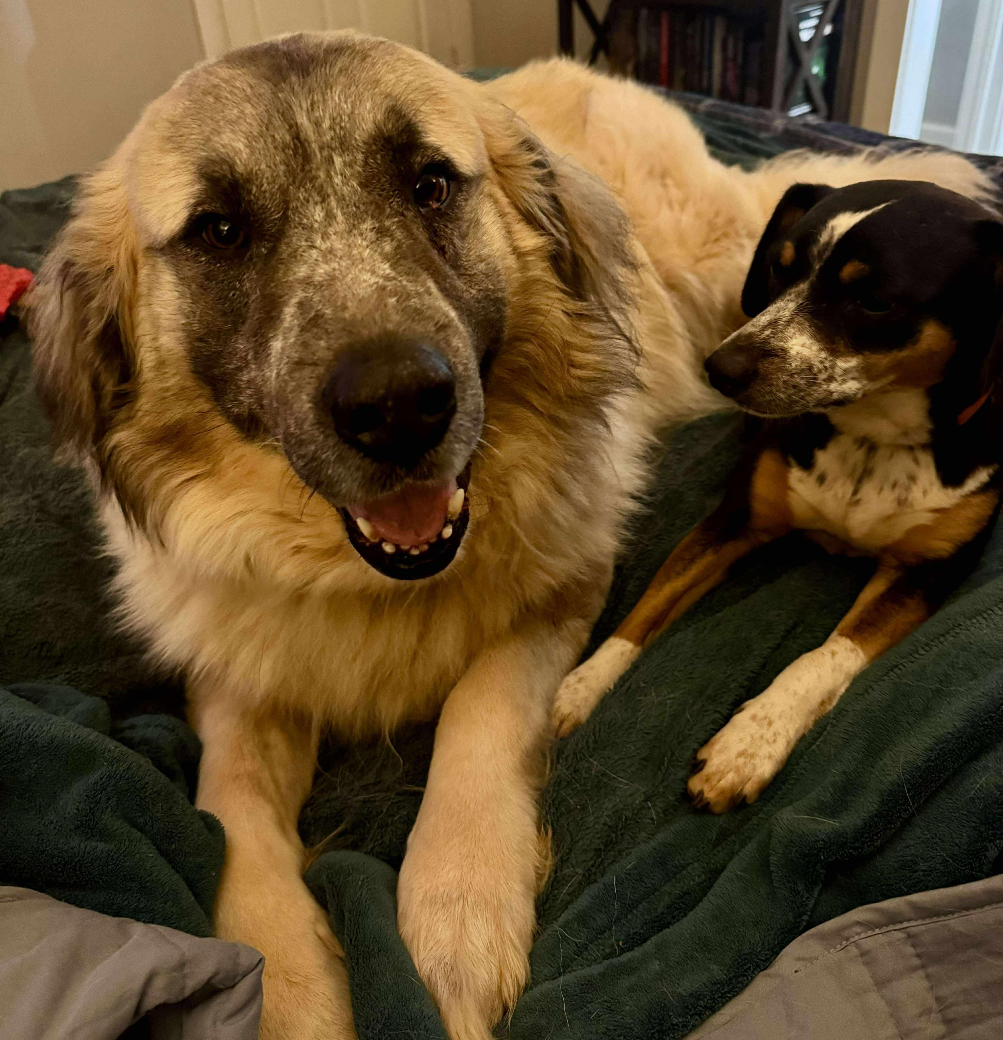 Enlarge Theo, an adoptable mixed breed in  Bullard , TX image 3/6