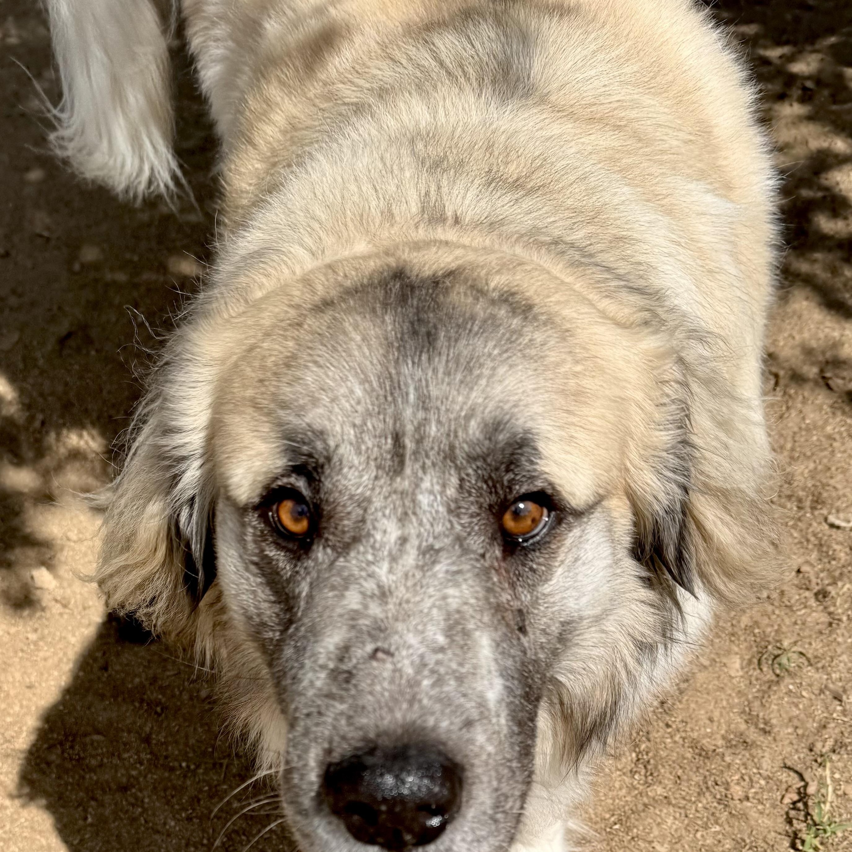 Enlarge THEO- TYLER TX, a Adoptable mixed breed in Alvin, TX image 6/6