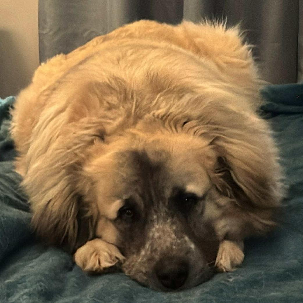 Enlarge Theo, an adoptable mixed breed in  Bullard , TX image 4/6