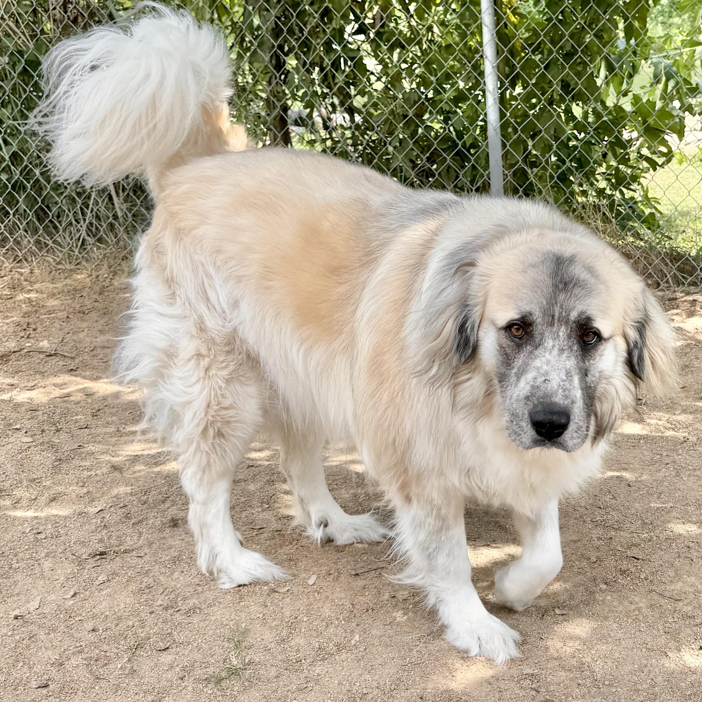 Enlarge THEO- TYLER TX, a Adoptable mixed breed in Alvin, TX image 4/6