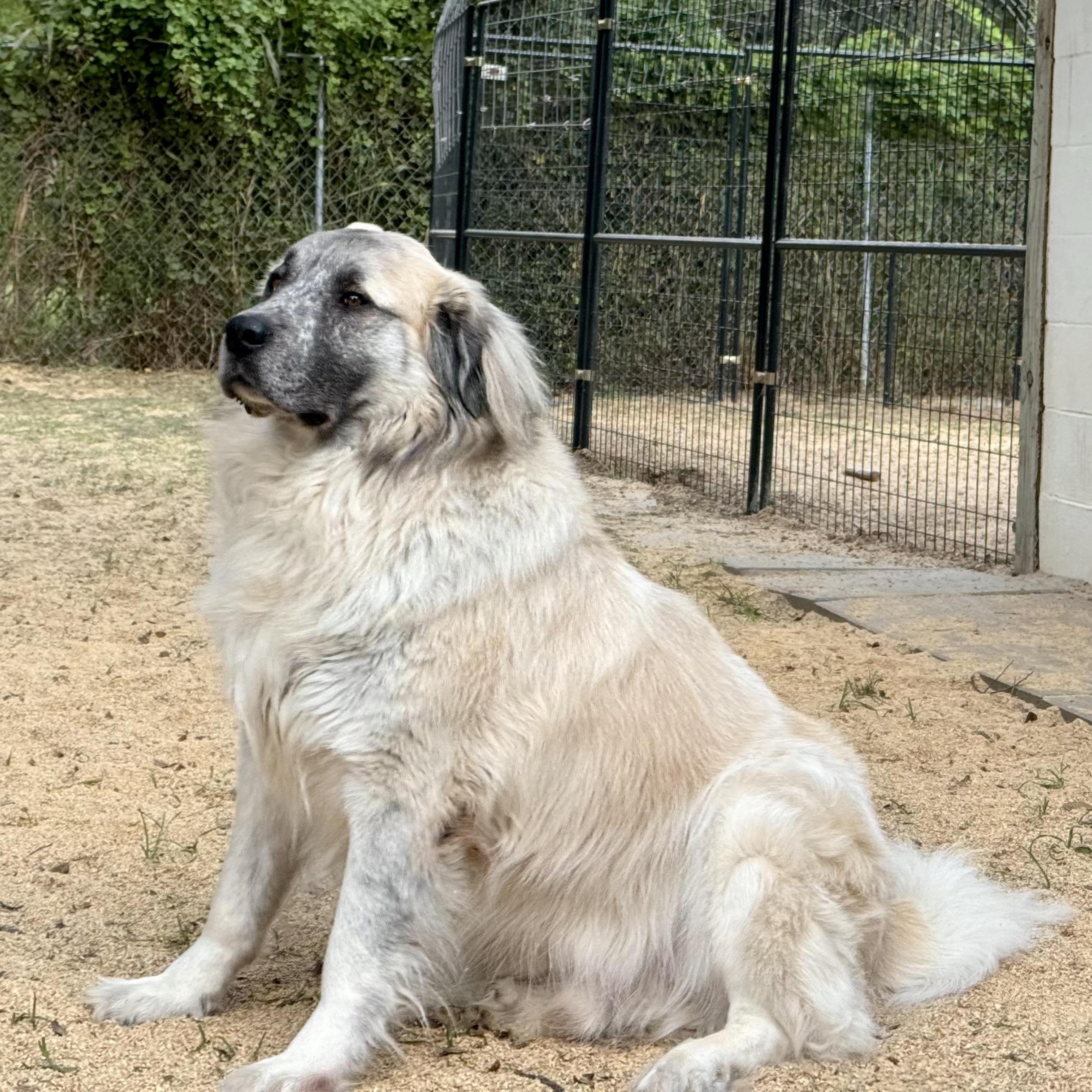 Enlarge THEO- TYLER TX, a Adoptable mixed breed in Alvin, TX image 2/6