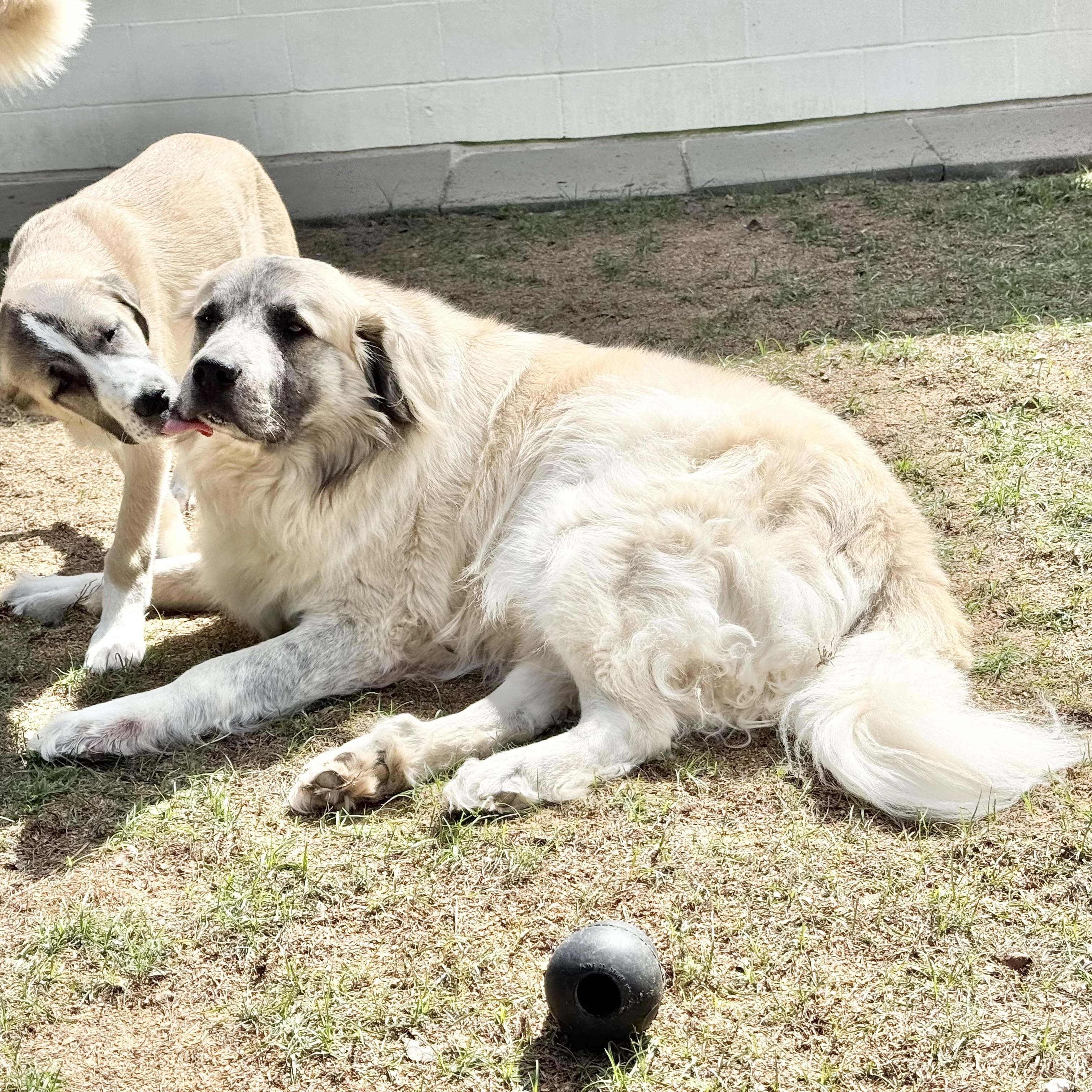Enlarge THEO- TYLER TX, a Adoptable mixed breed in Alvin, TX image 5/6