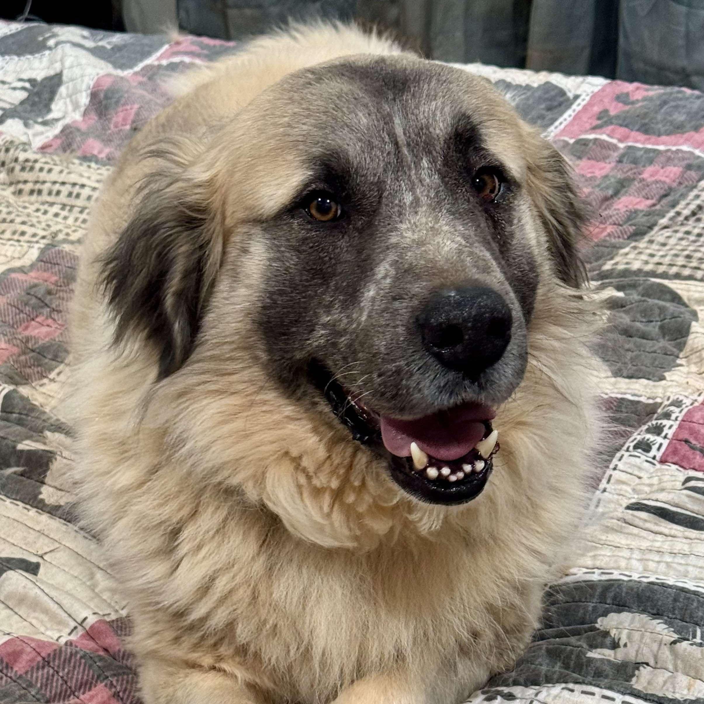 Enlarge Theo, an adoptable mixed breed in  Bullard , TX image 5/6