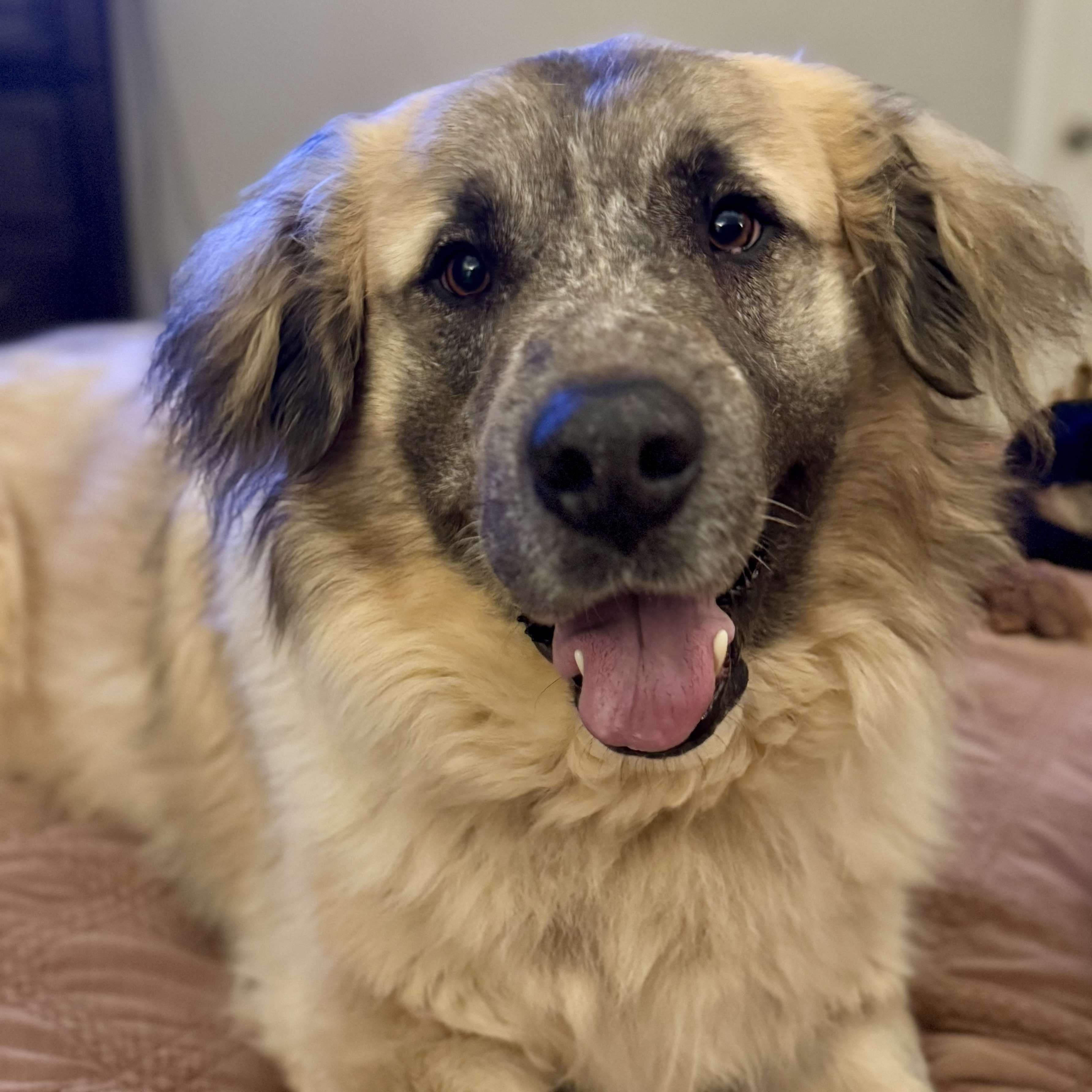 Enlarge Theo, an adoptable mixed breed in  Bullard , TX image 6/6