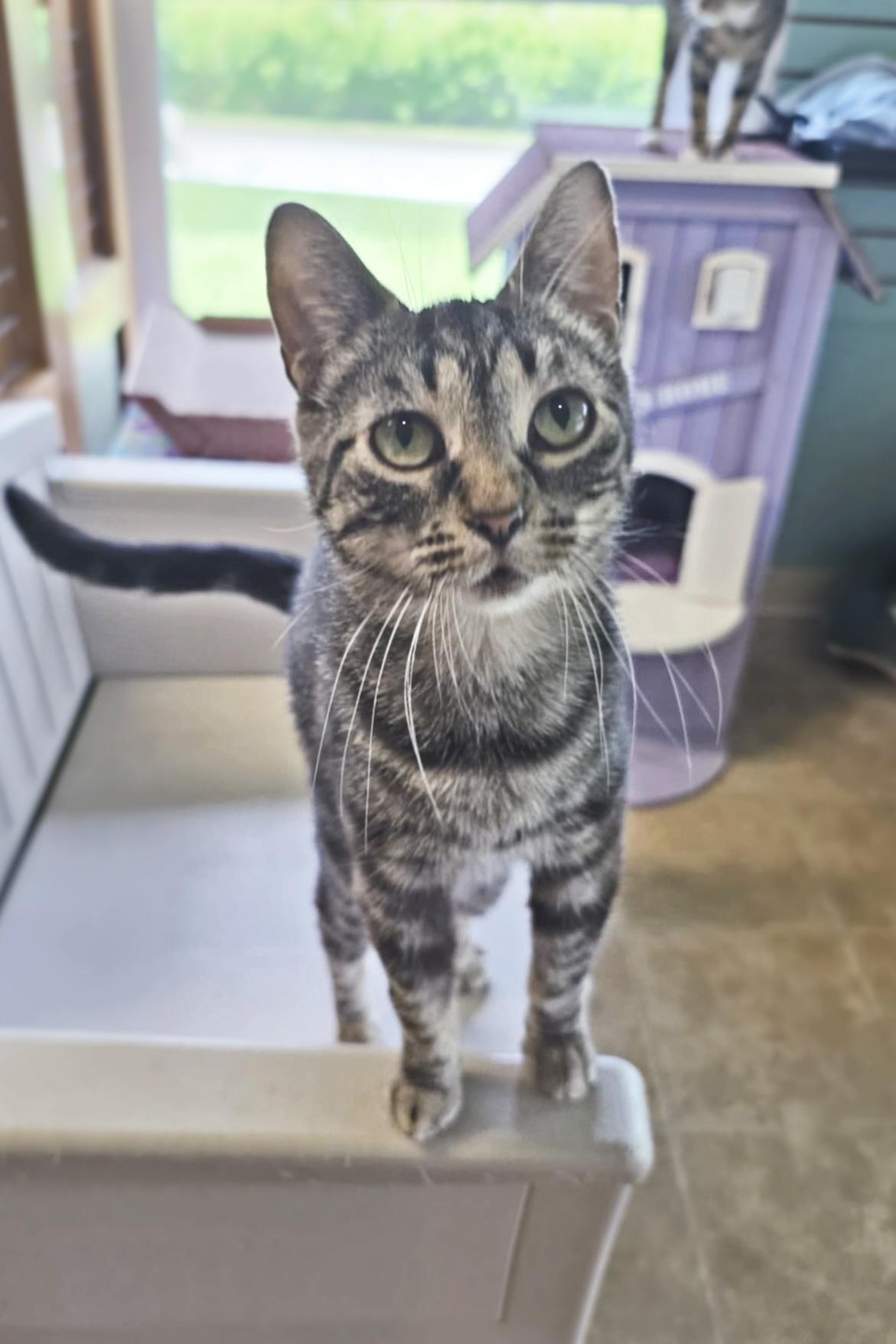 Enlarge Natalie Green, a Adoptable mixed breed in Shippenville, PA image 1/6