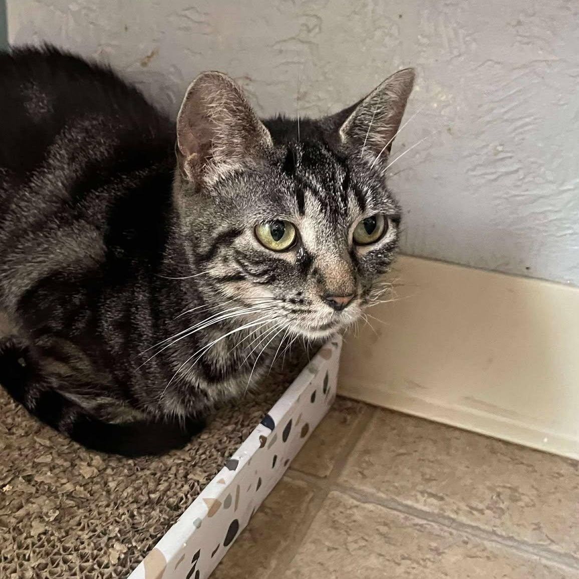 Enlarge Natalie Green, a Adoptable mixed breed in Shippenville, PA image 5/6