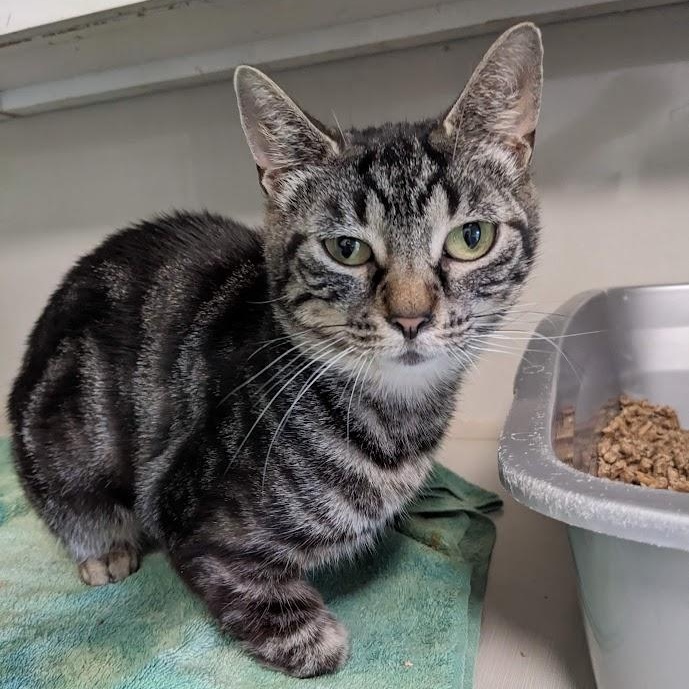 Enlarge Natalie Green, a Adoptable mixed breed in Shippenville, PA image 4/6