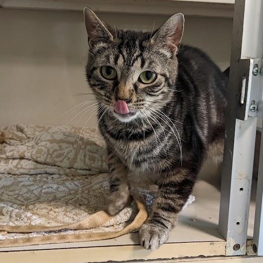 Enlarge Natalie Green, a Adoptable mixed breed in Shippenville, PA image 6/6