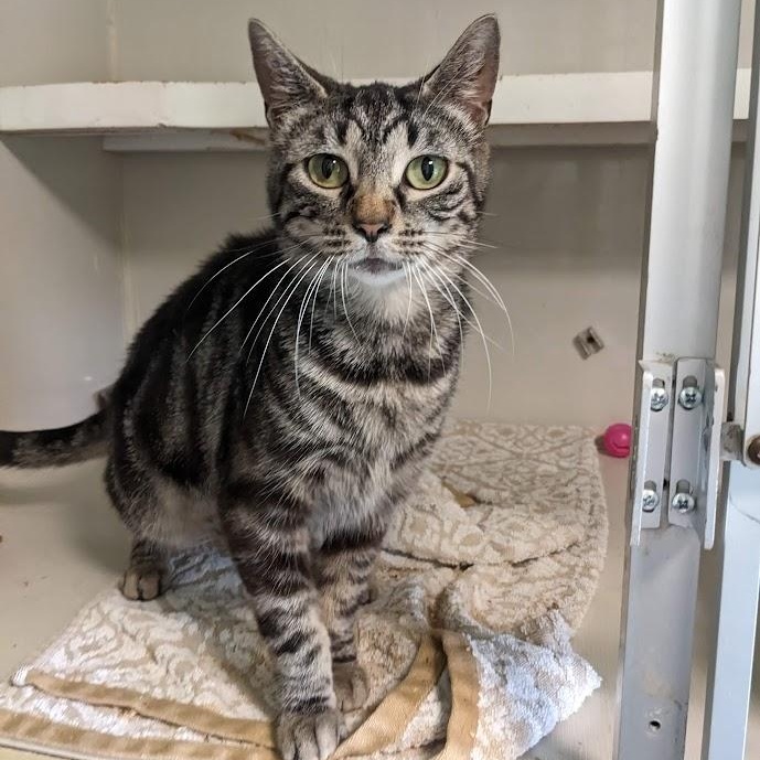 Enlarge Natalie Green, a Adoptable mixed breed in Shippenville, PA image 3/6