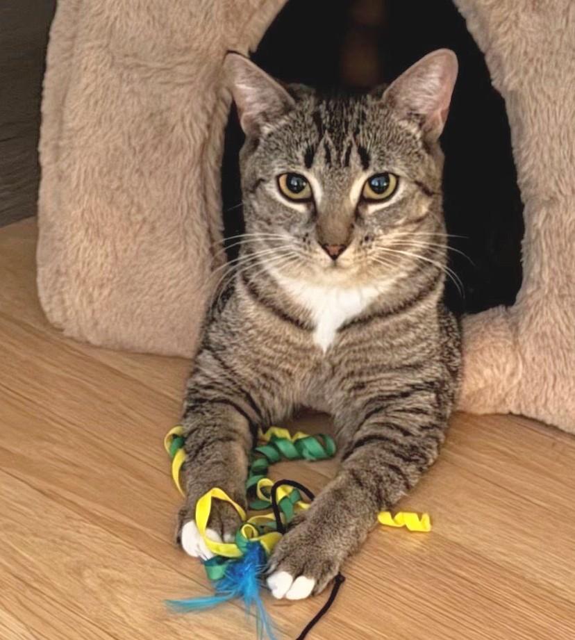 Little Daisy, Young Female Domestic Short Hair