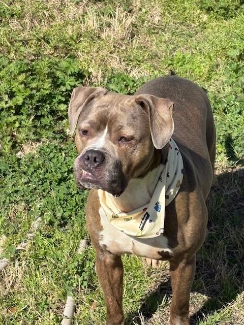 Ace, Young Male Staffordshire Bull Terrier