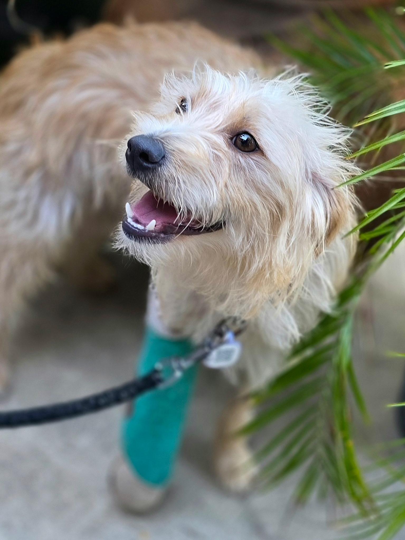 Enlarge Panko, a ADOPTABLE mixed breed in Penryn, CA image 3/4