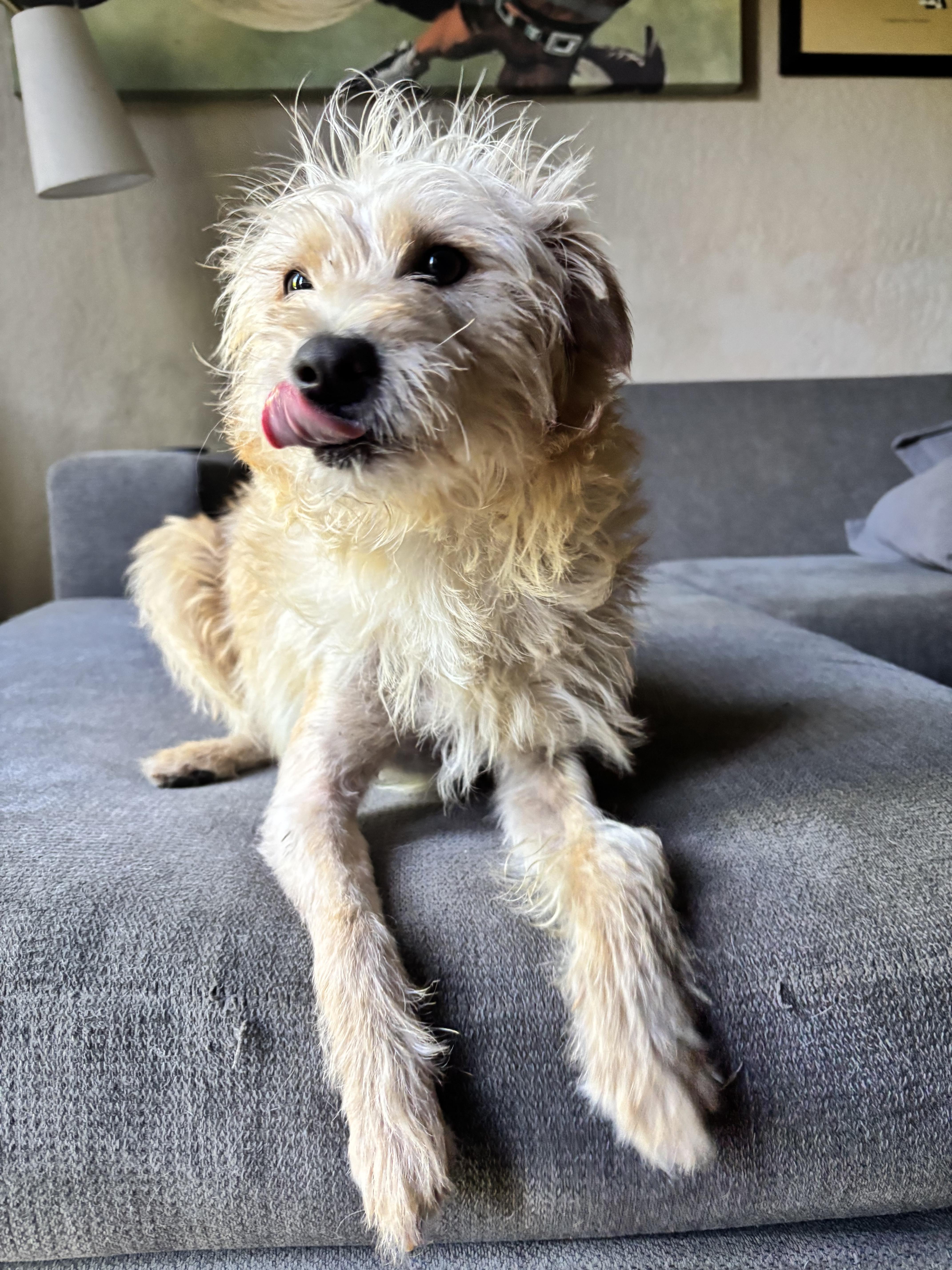 Panko, a ADOPTABLE mixed breed in Penryn, CA image 1/4