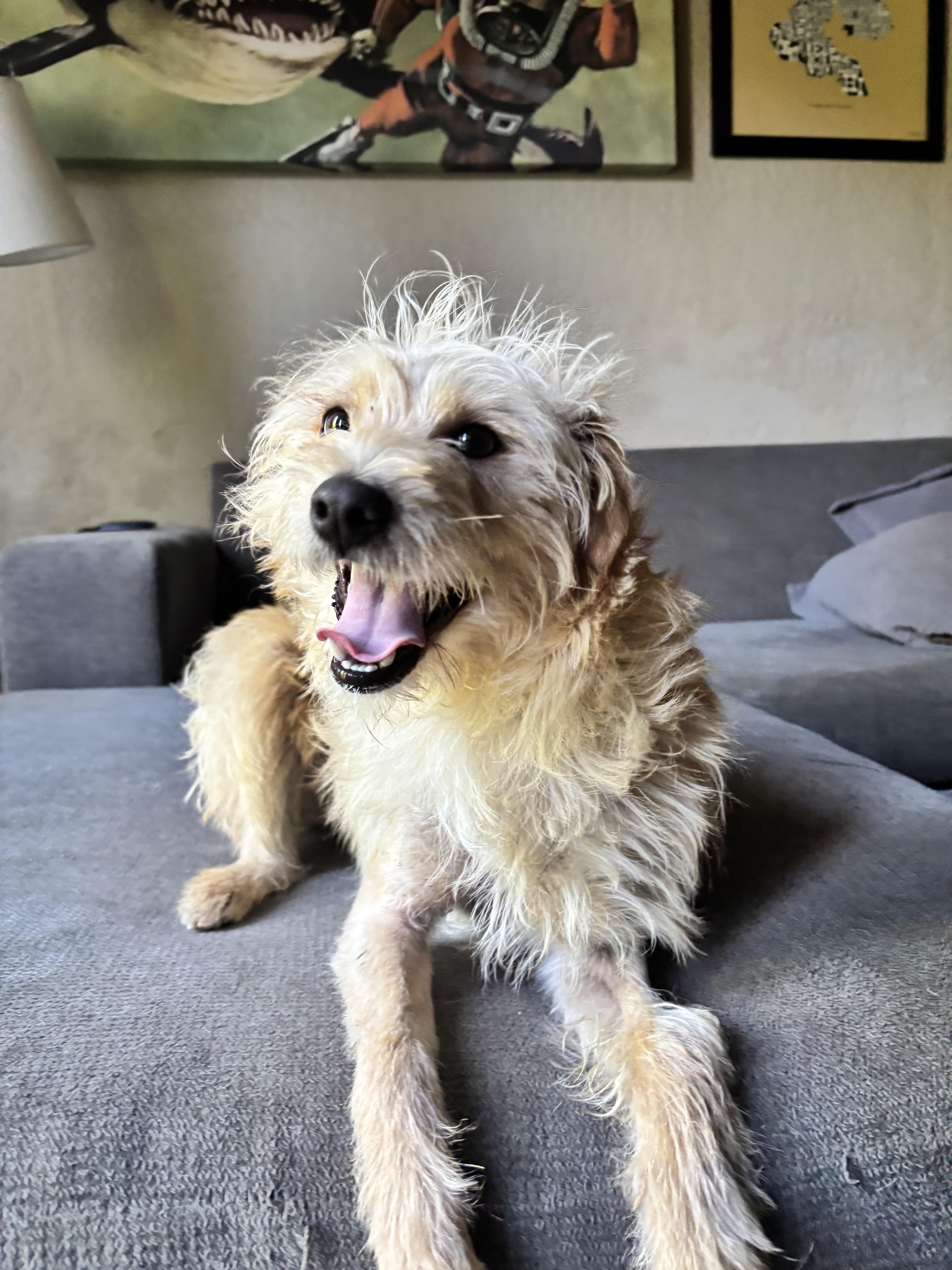 Panko, a ADOPTABLE mixed breed in Penryn, CA image 2/4