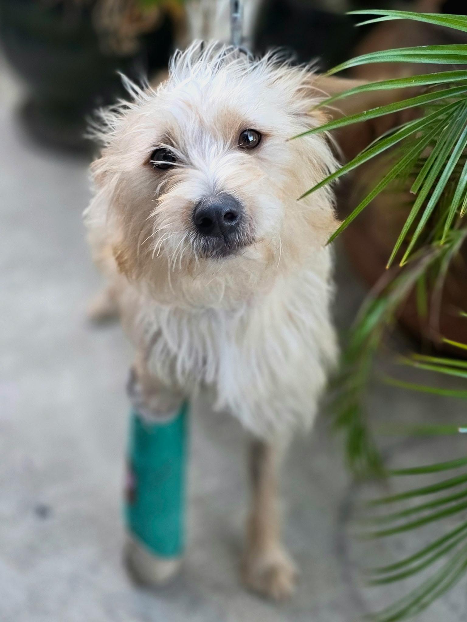 Enlarge Panko, a ADOPTABLE mixed breed in Penryn, CA image 1/4