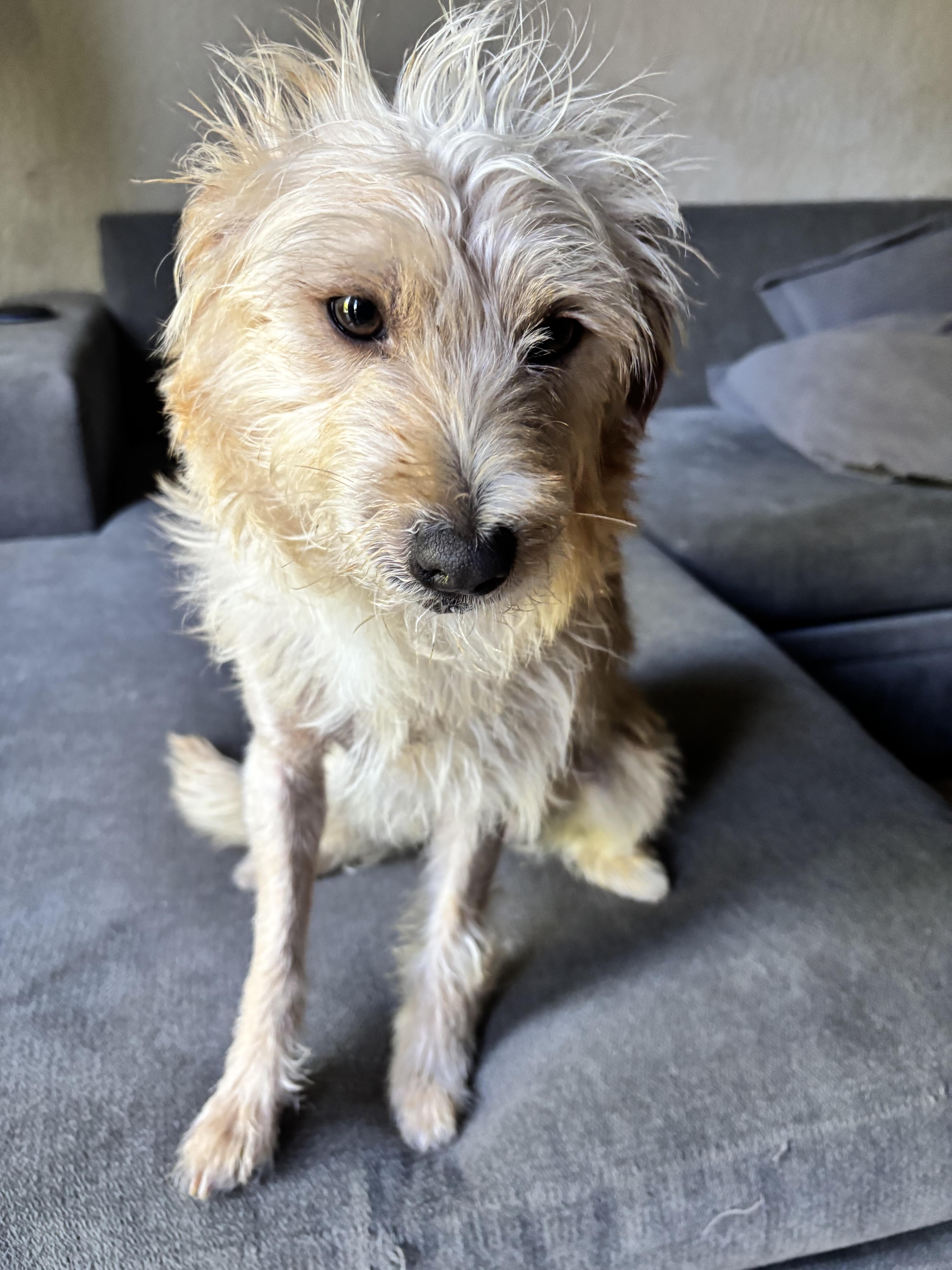 Panko, a ADOPTABLE mixed breed in Penryn, CA image 3/4